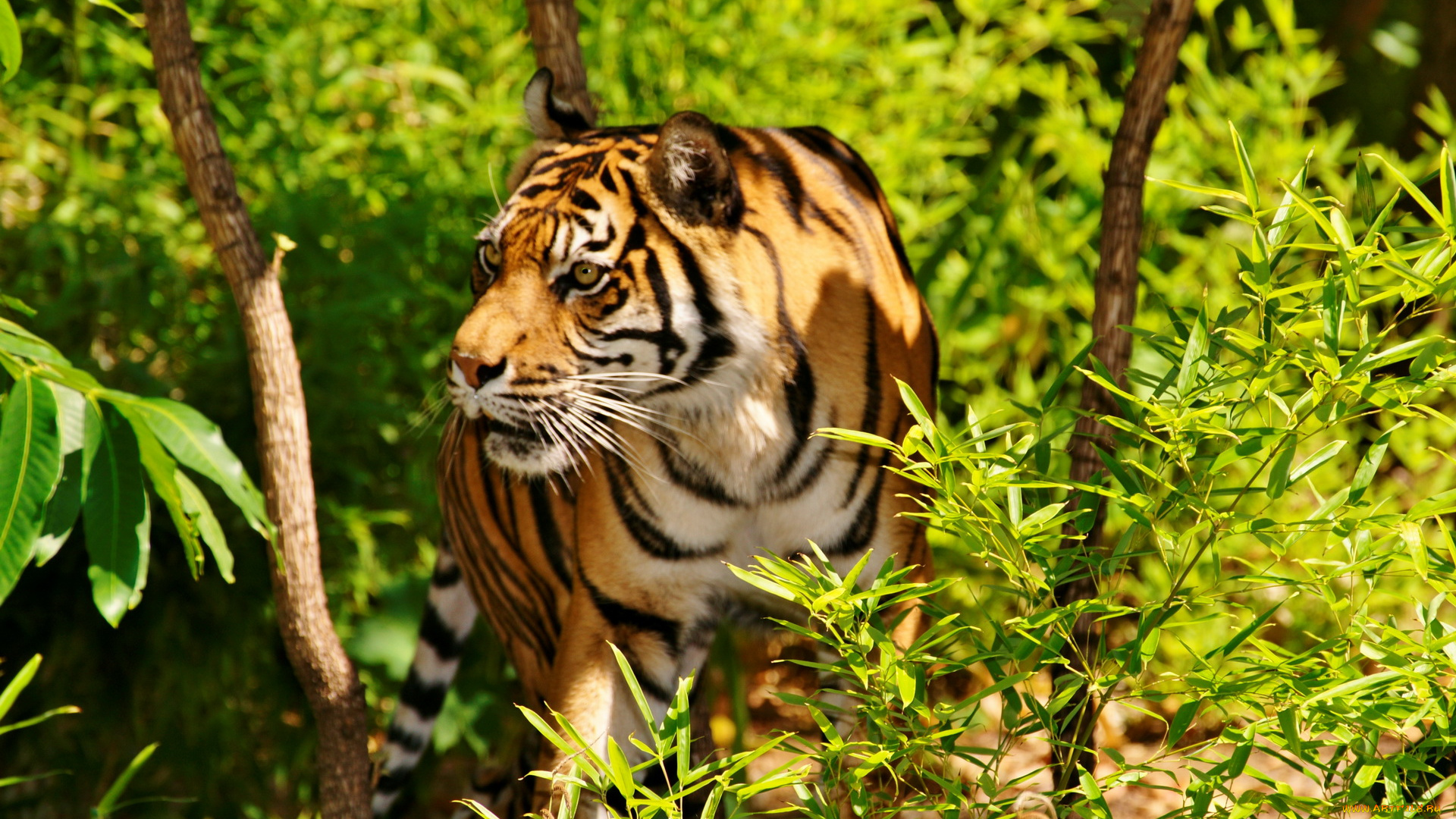 животные, тигры, индийский, тигр