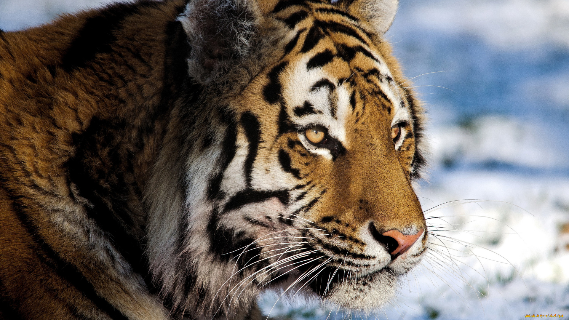 животные, тигры, тигр, морда, смотрит