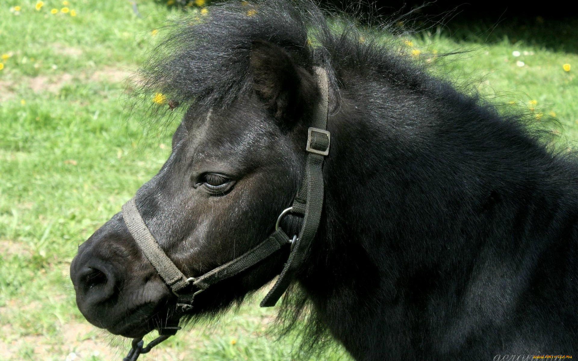 животные, лошади, пони