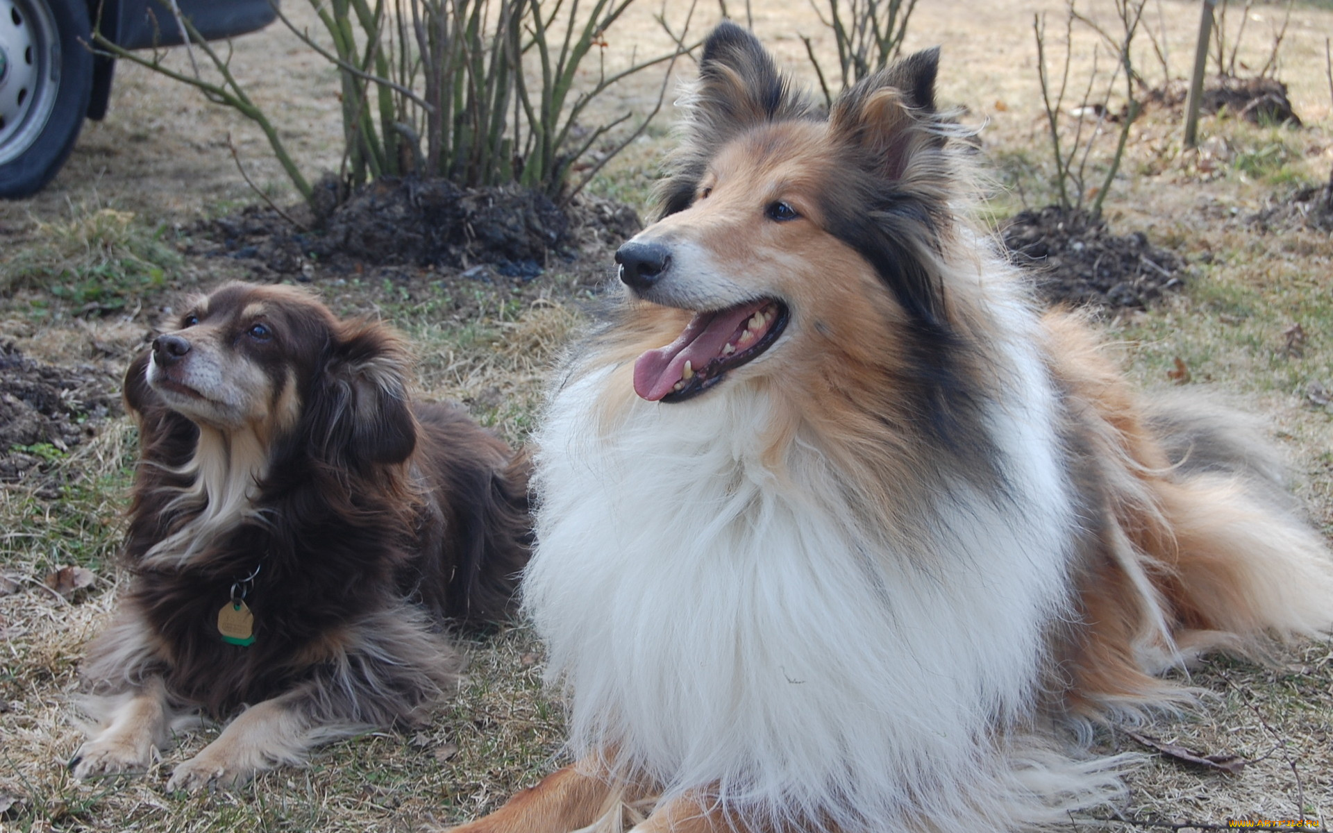 животные, собаки, парочка