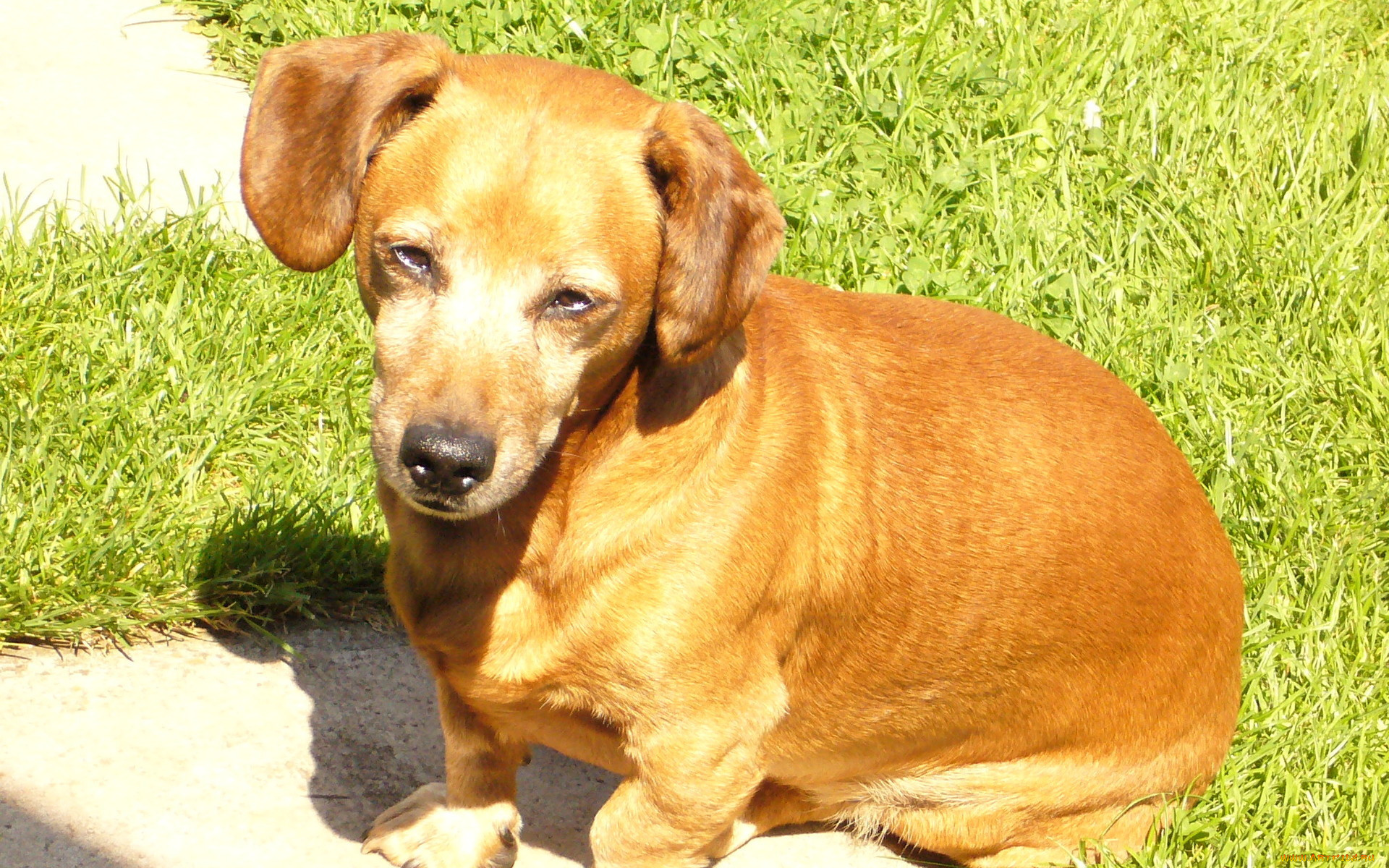 животные, собаки, щенок