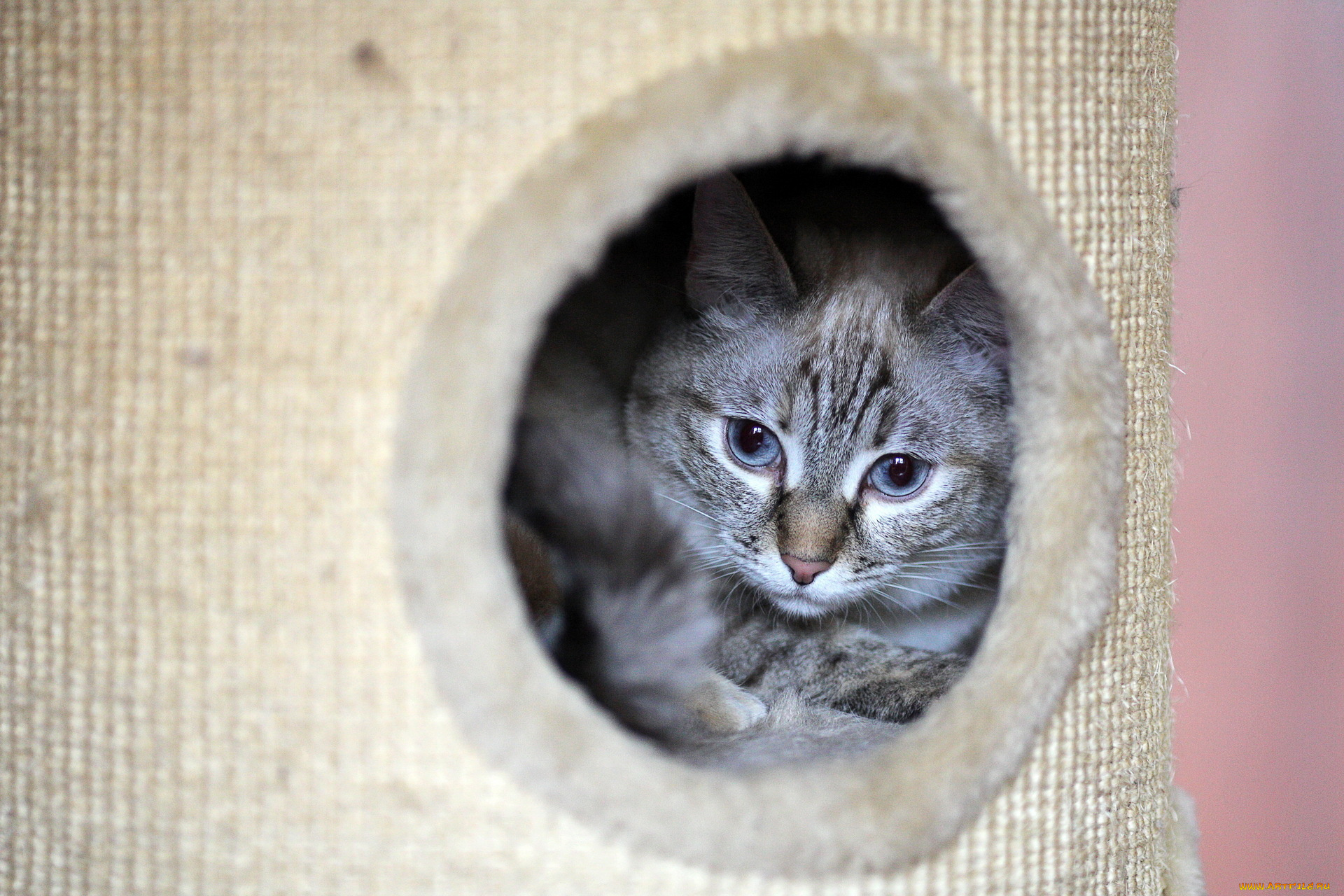 животные, коты, cat