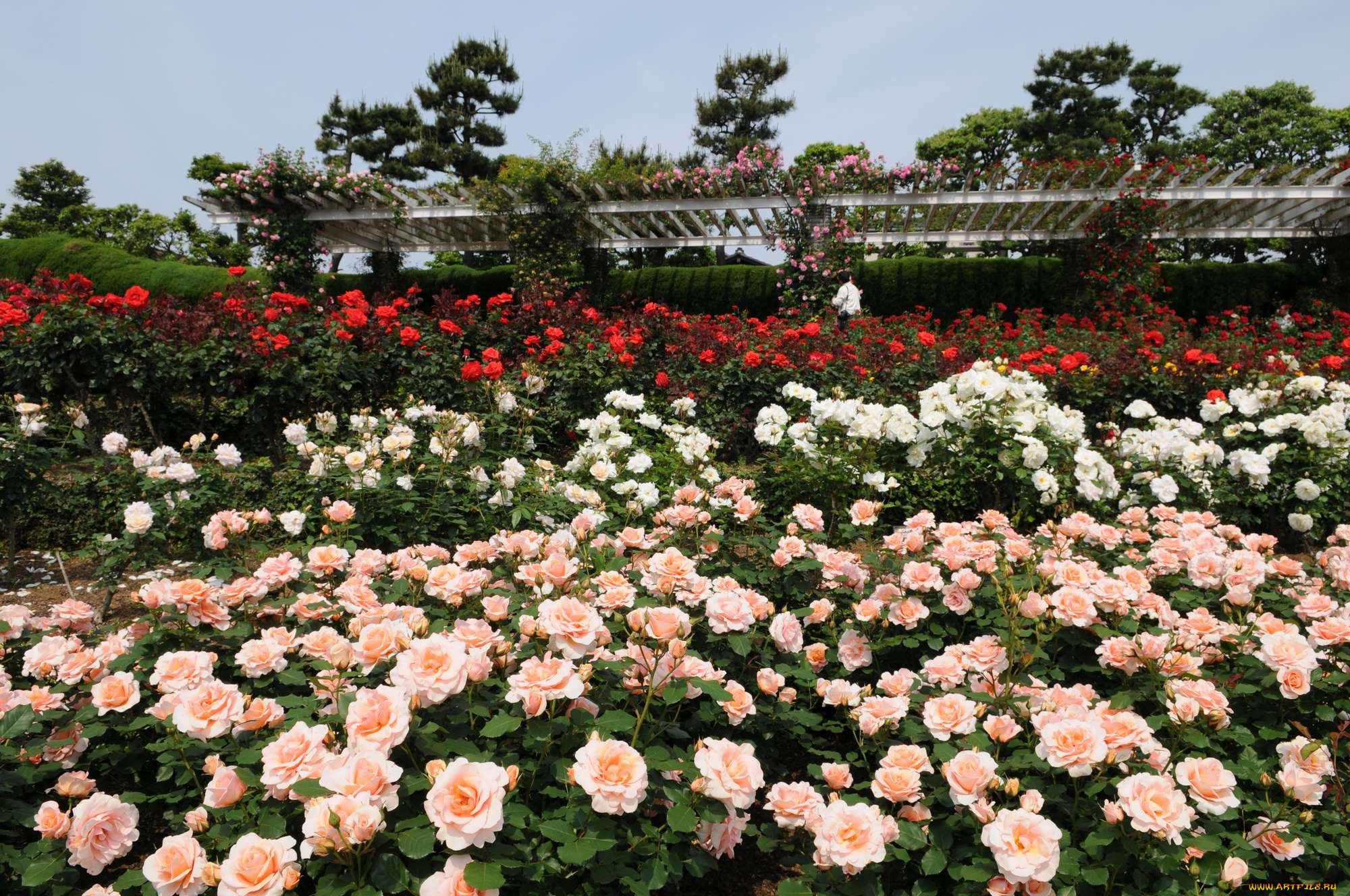 цветы, розы, rose