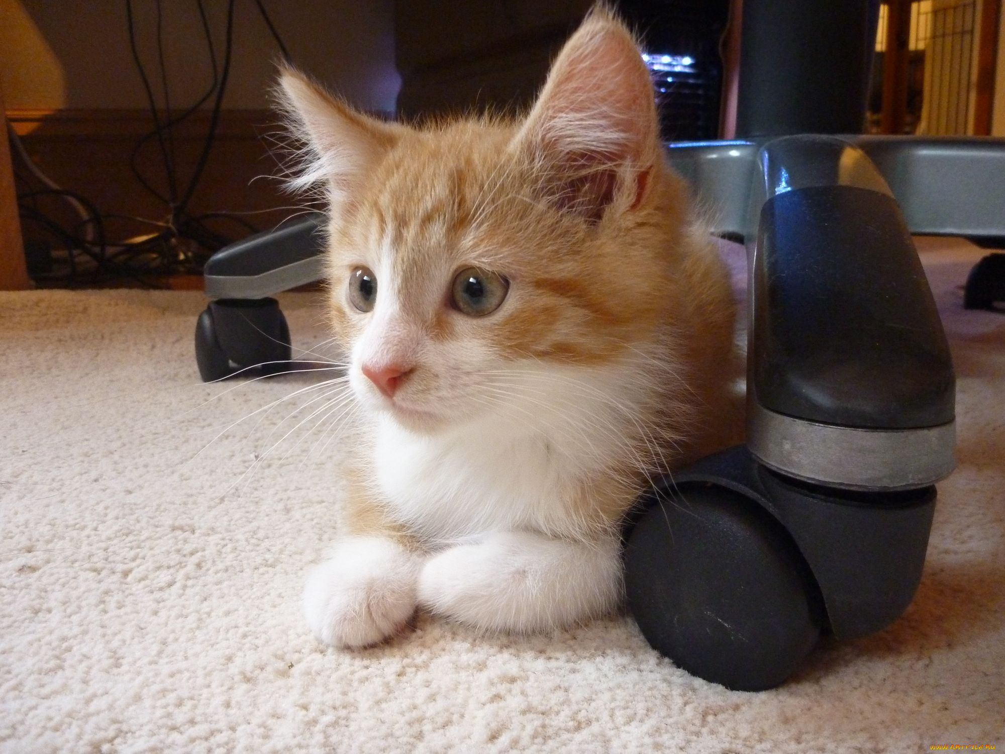 животные, коты, рыжий