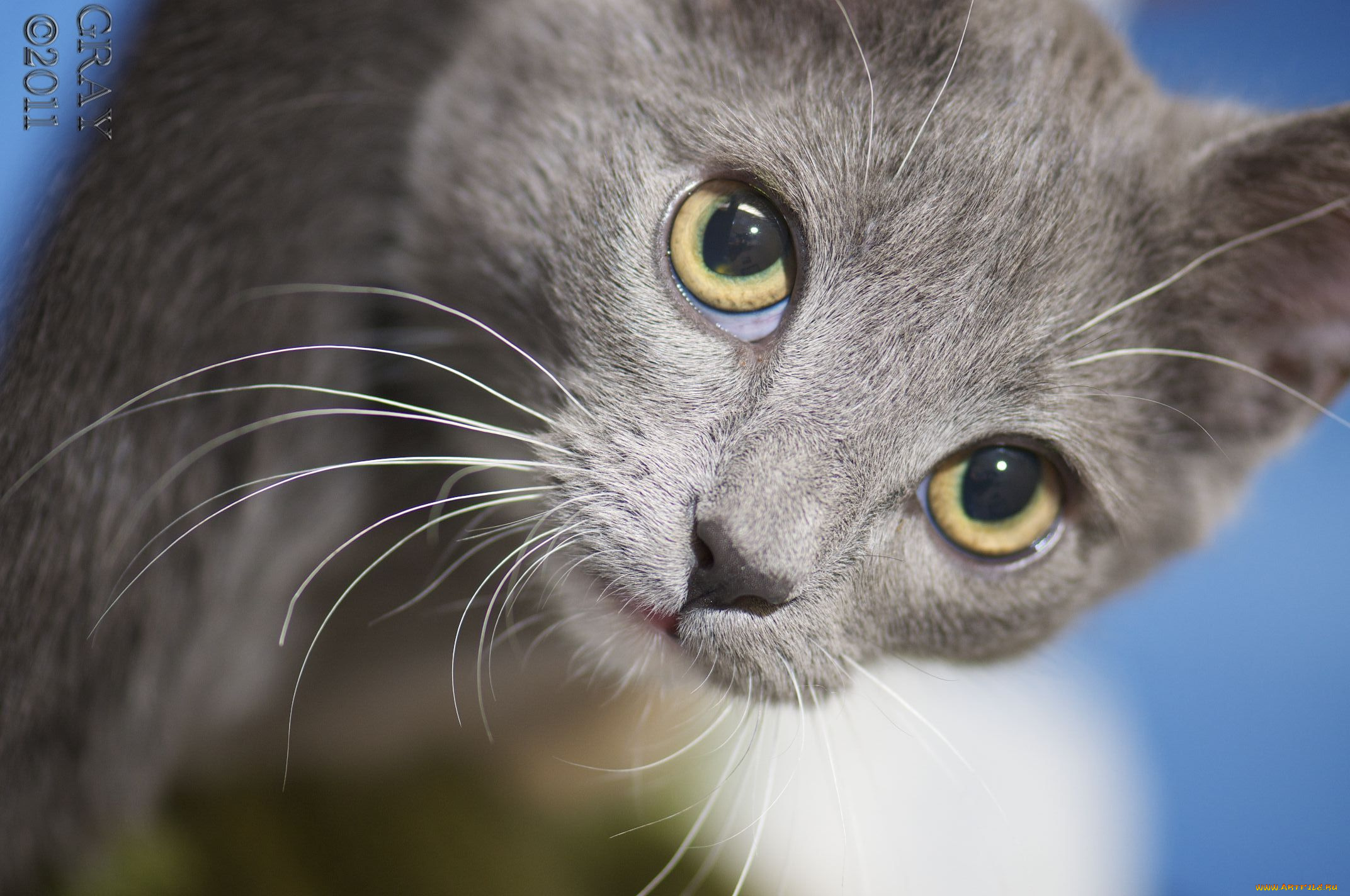 животные, коты, cat