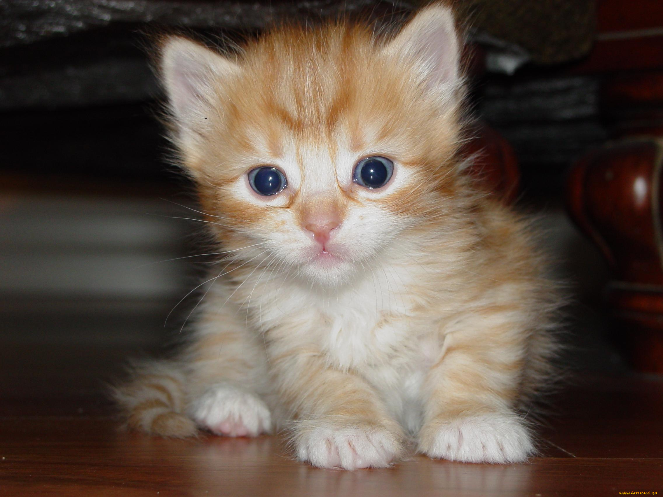 животные, коты, котенок