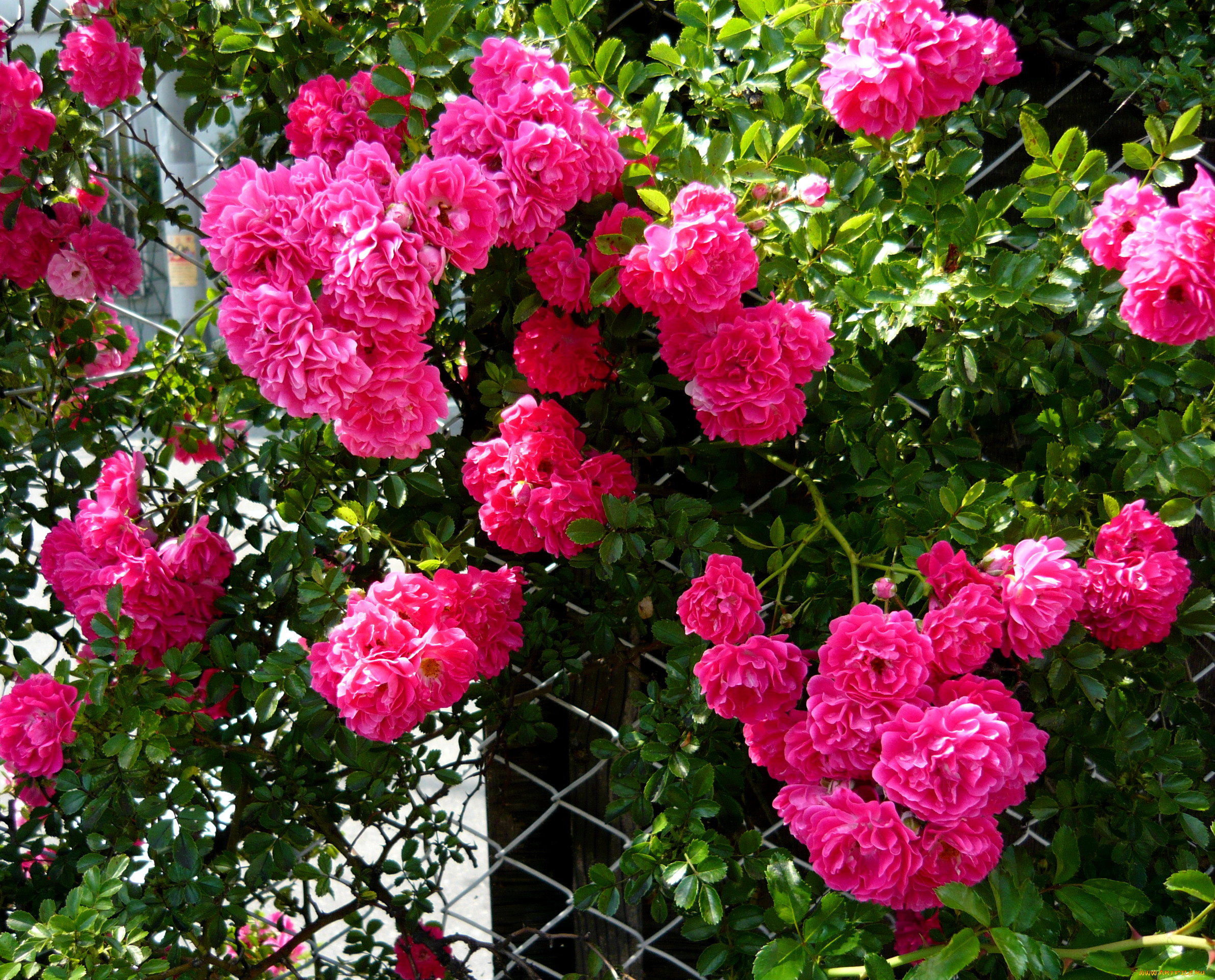 цветы, розы, rose