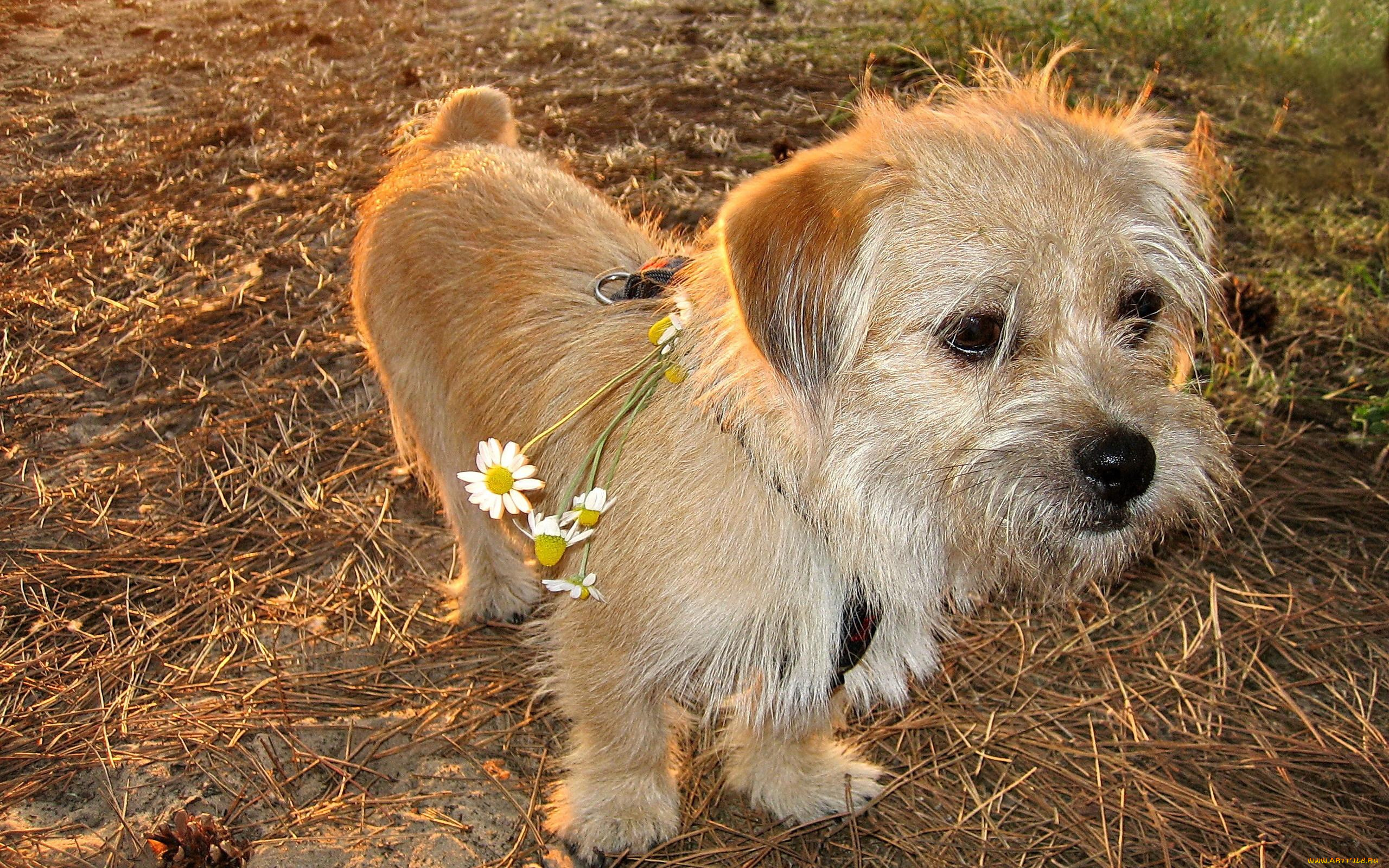 животные, собаки, пёс, ромашки