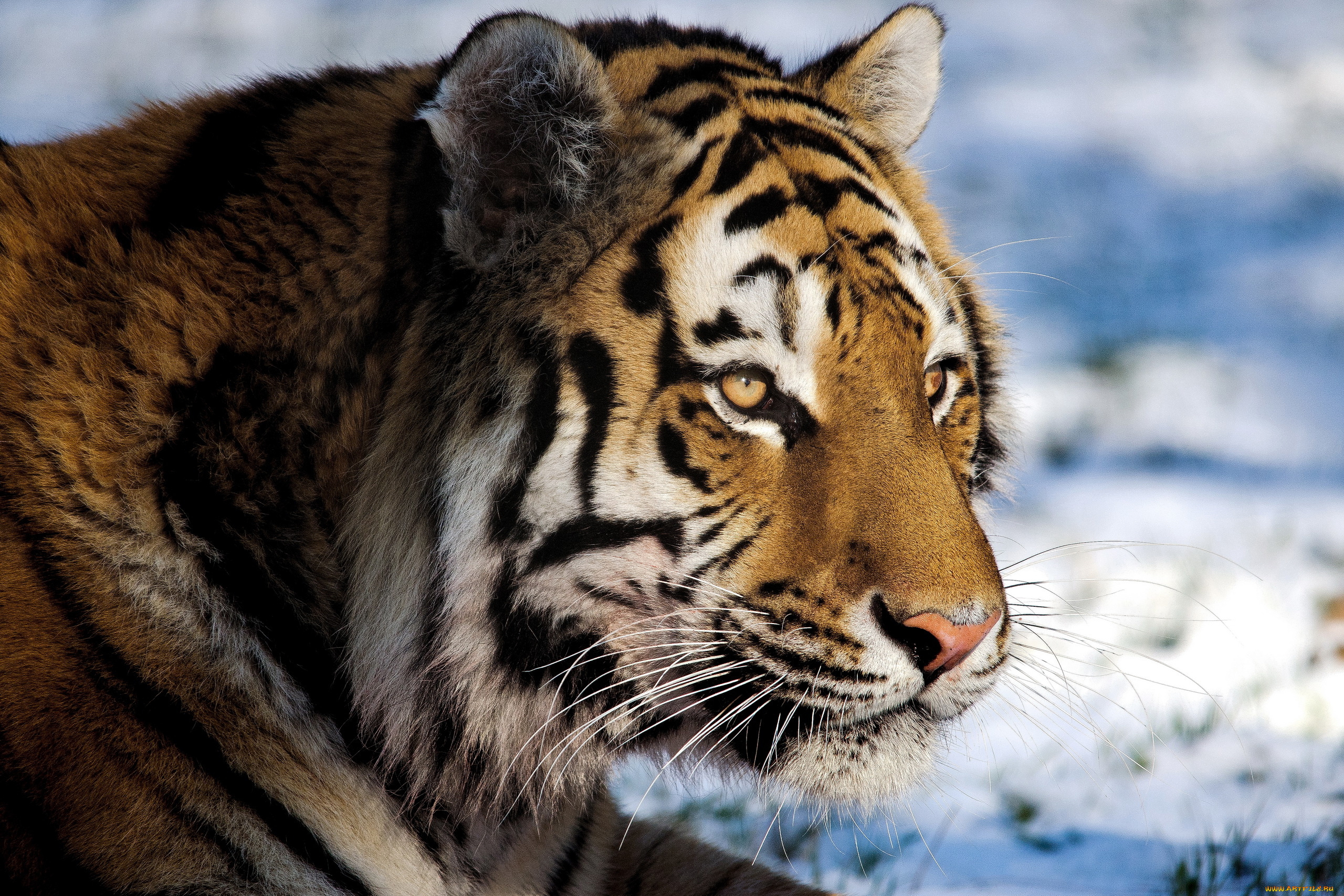 животные, тигры, тигр, морда, смотрит