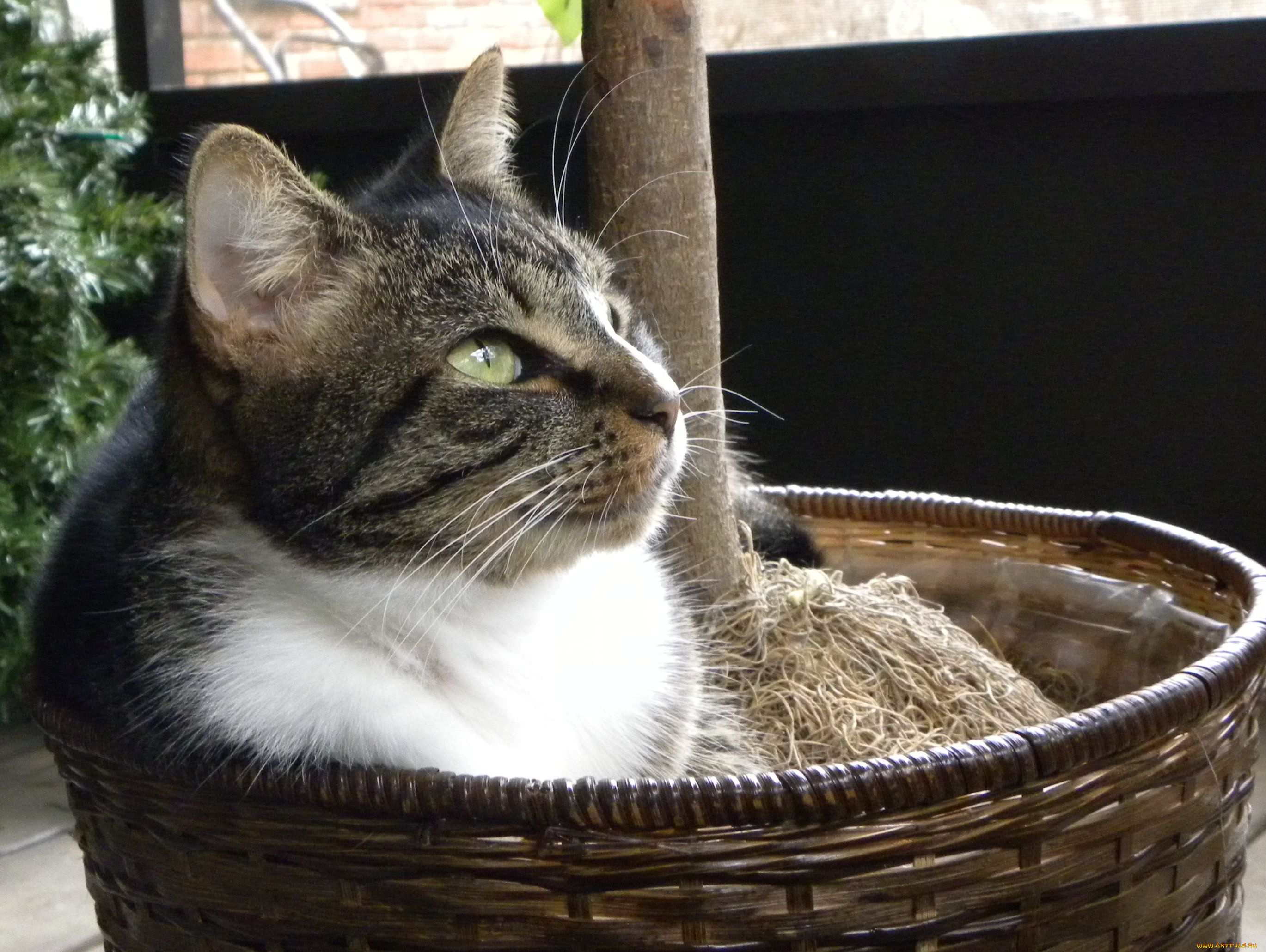 животные, коты, cat