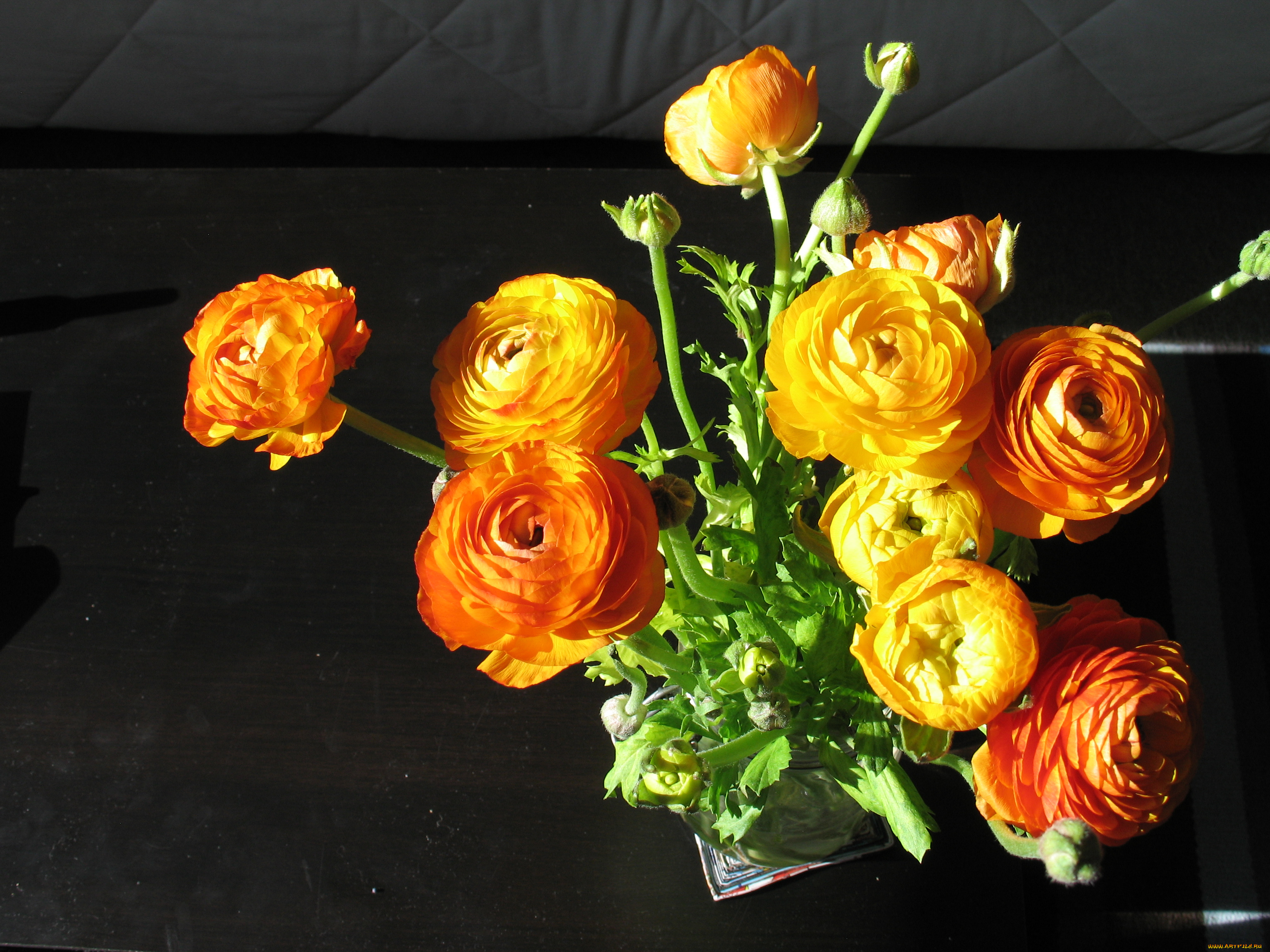 цветы, ранункулюс, азиатский, лютик, купальница, огонек