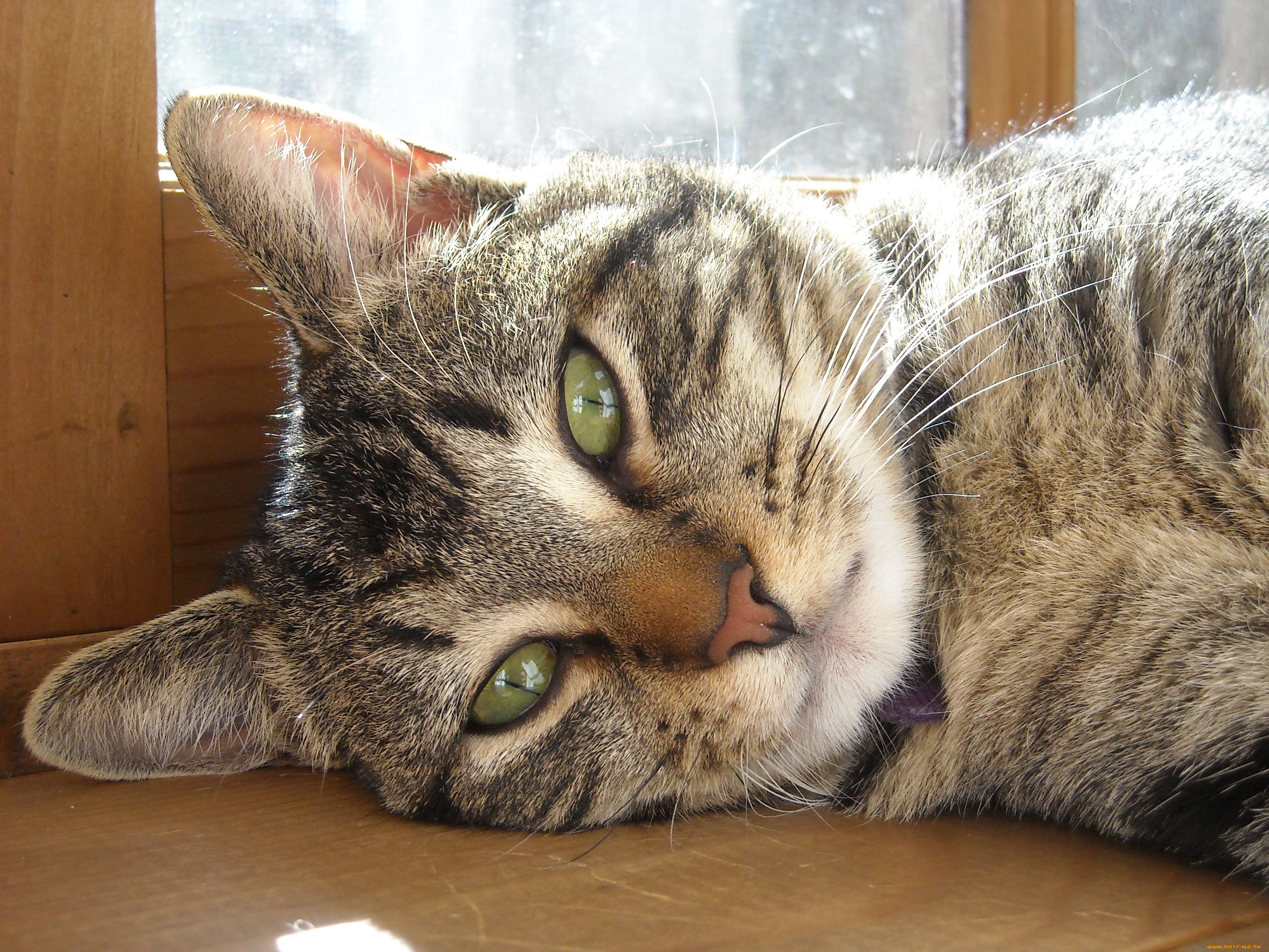 животные, коты, cat