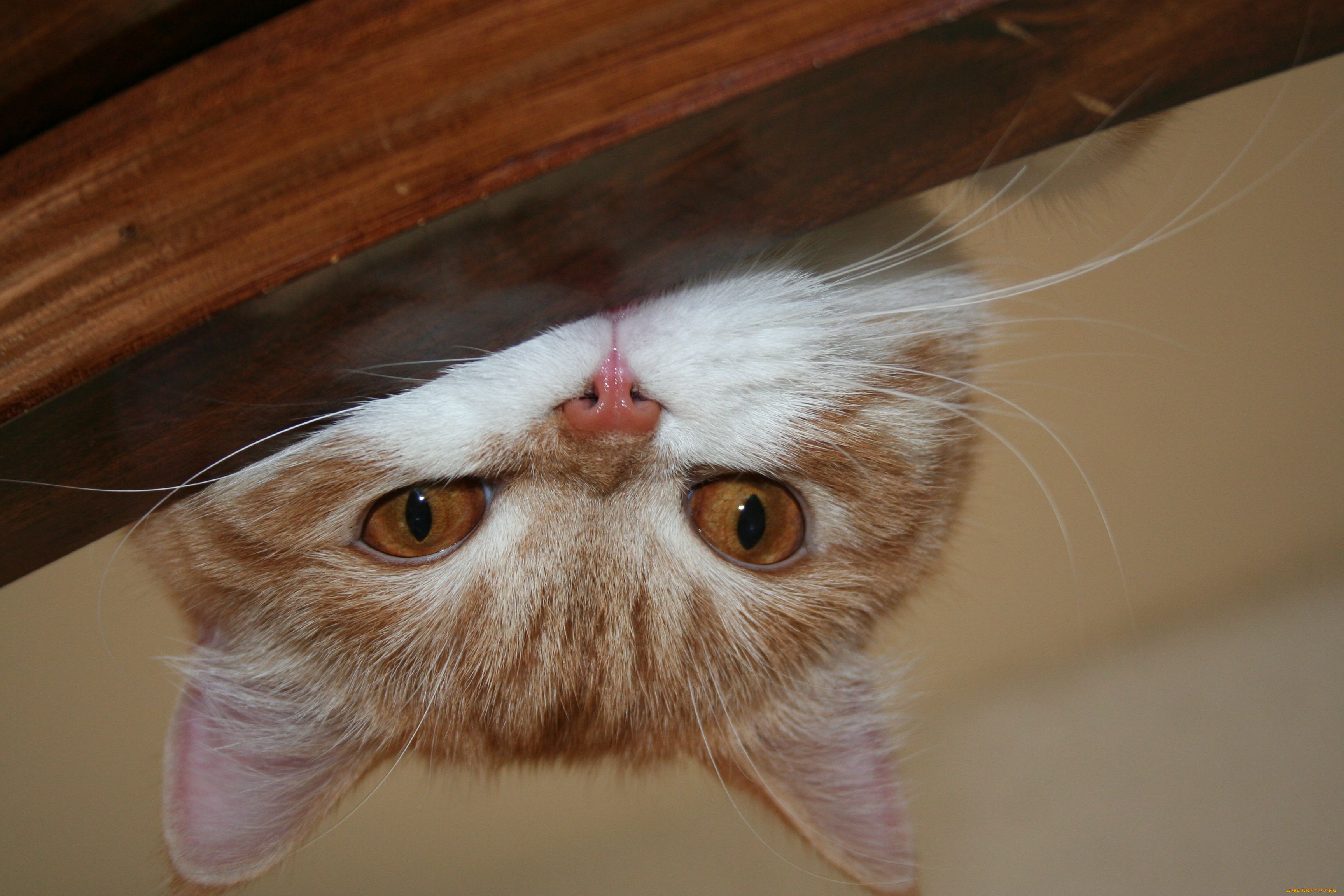 животные, коты, cat