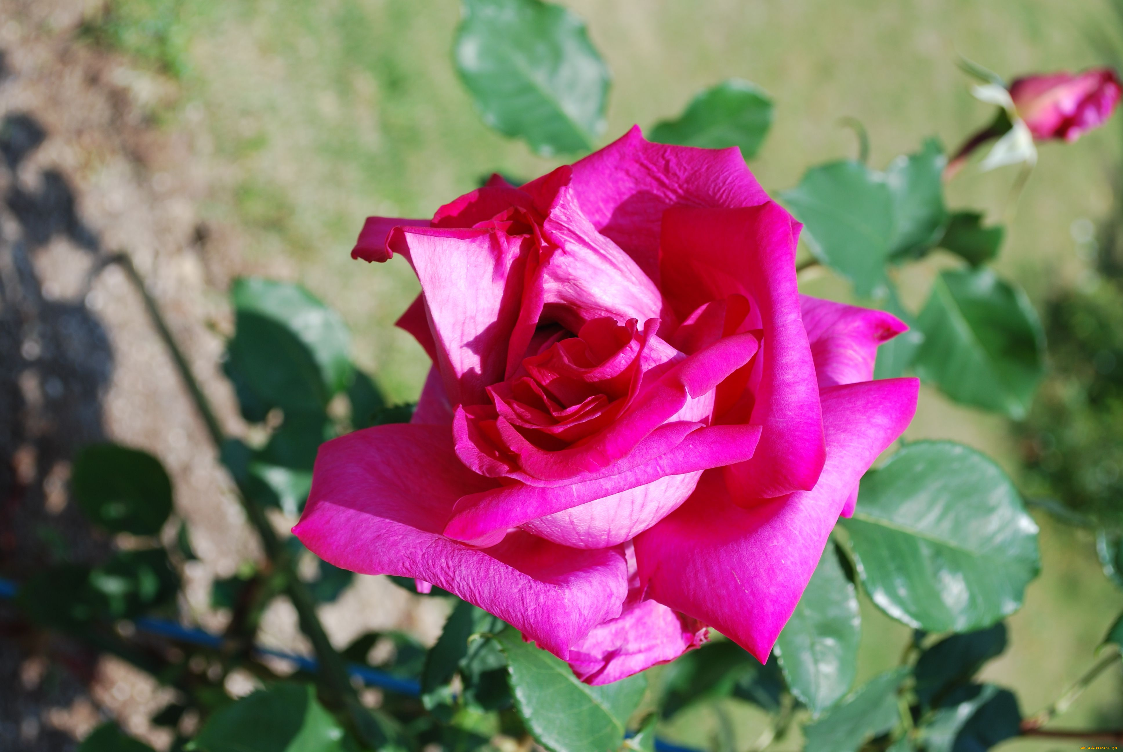 цветы, розы, rose