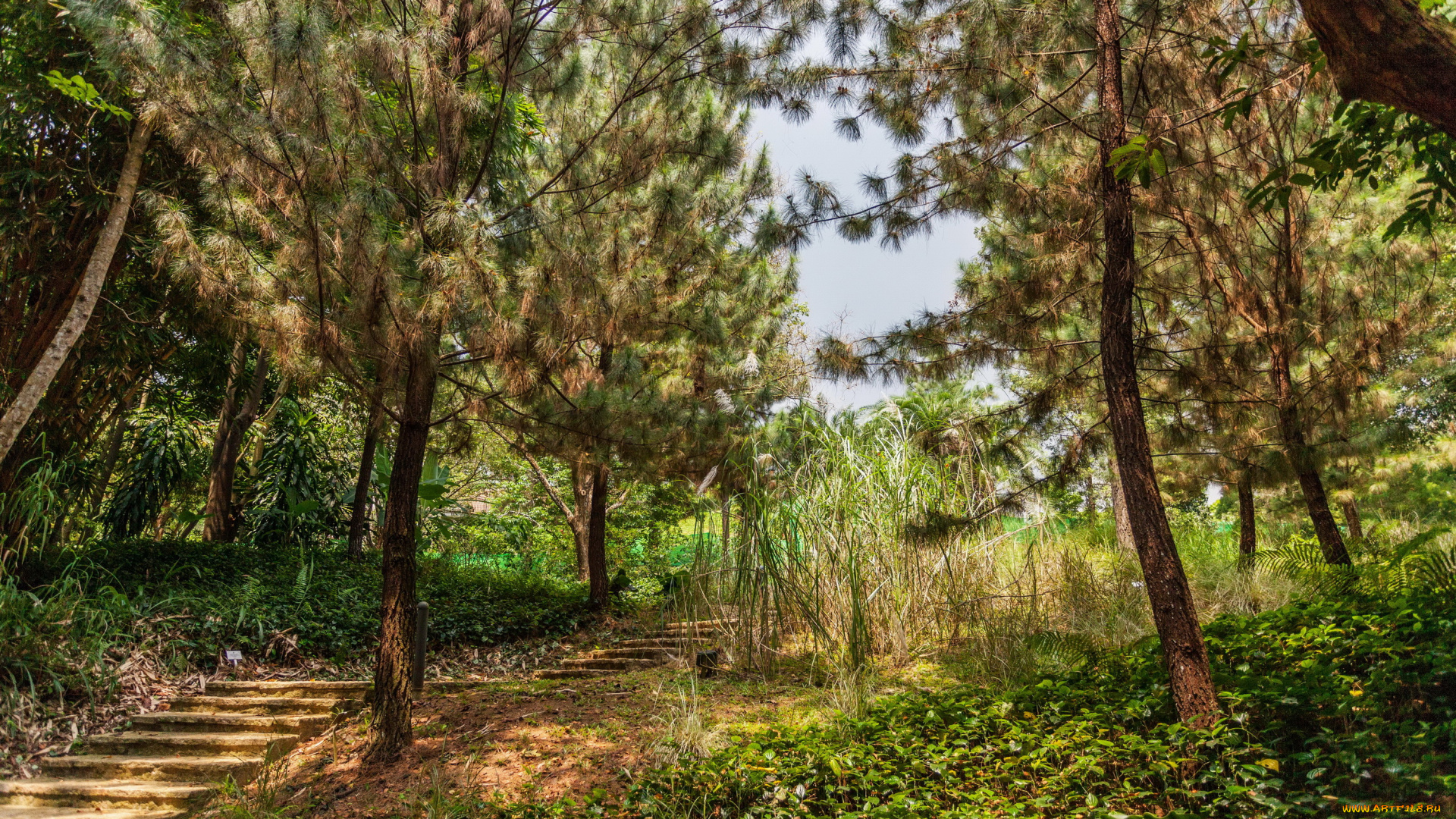 ботанический, сад, сингапур, природа, парк, ступеньки, деревья, сингапур, сад