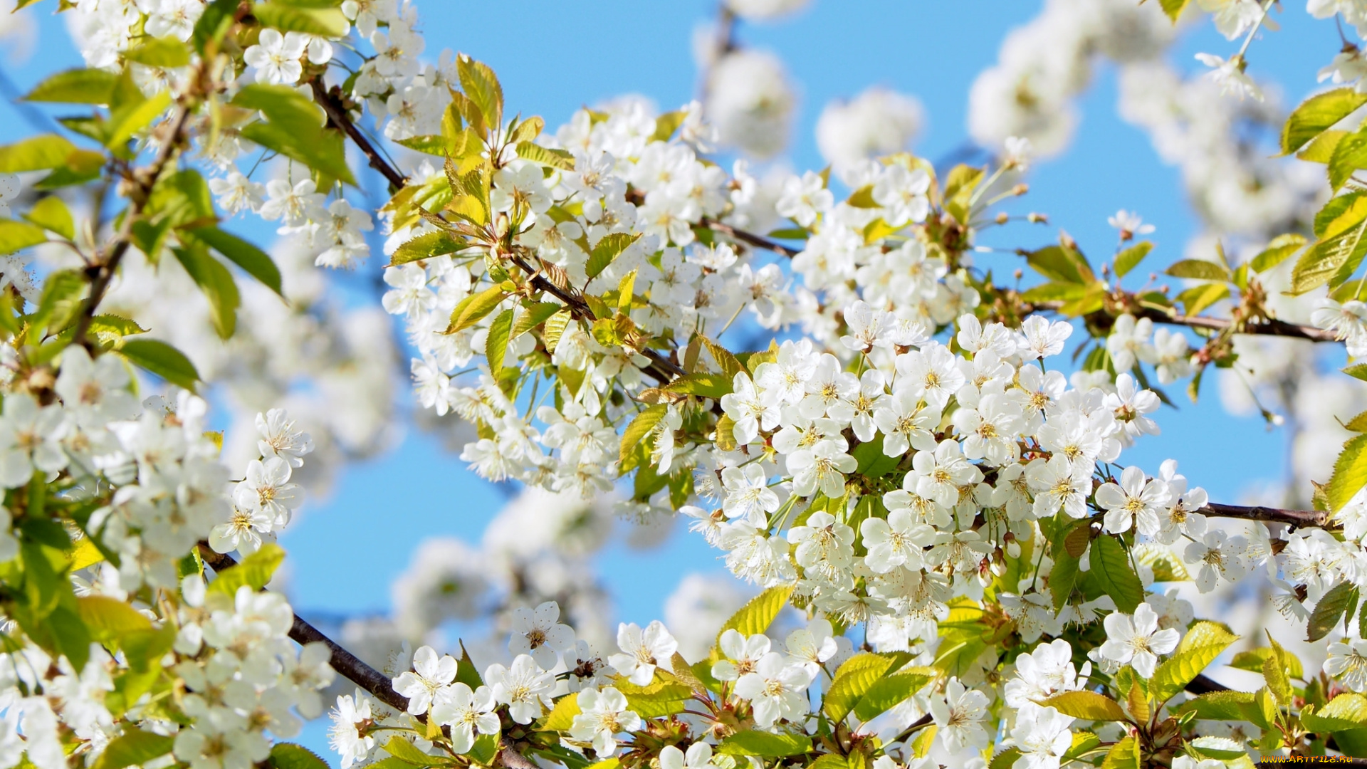 цветы, цветущие, деревья, , , кустарники, цветение, весна, дерево, алыча, солнце, небо, красота, ветки