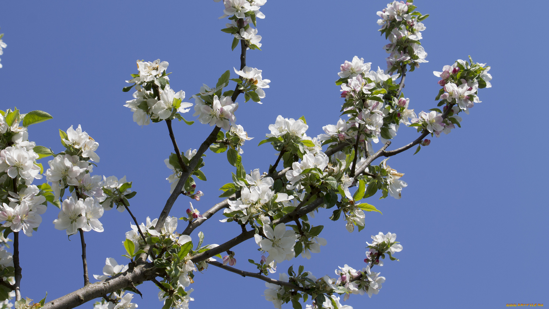 цветы, цветущие, деревья, , , кустарники, ветка