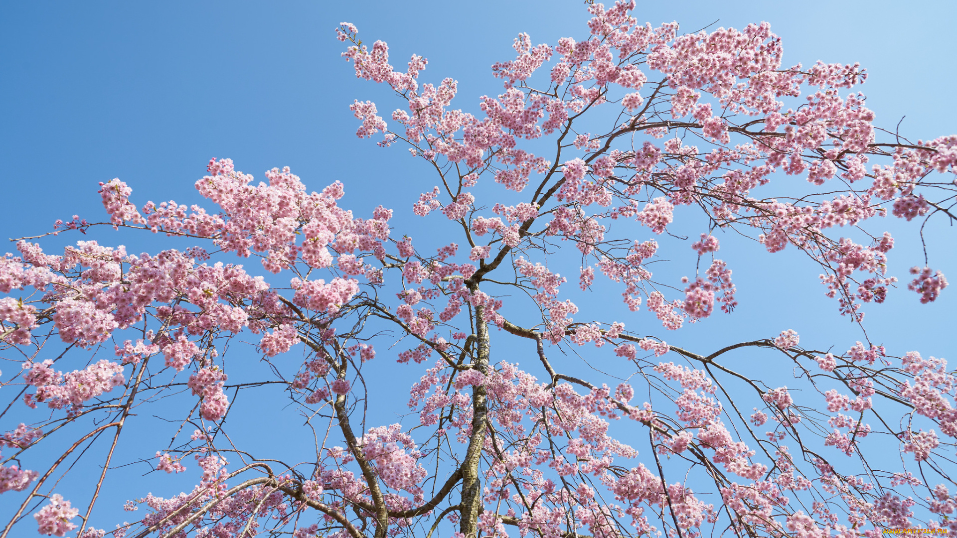 цветы, цветущие, деревья, , , кустарники, весна, ветки, дерево