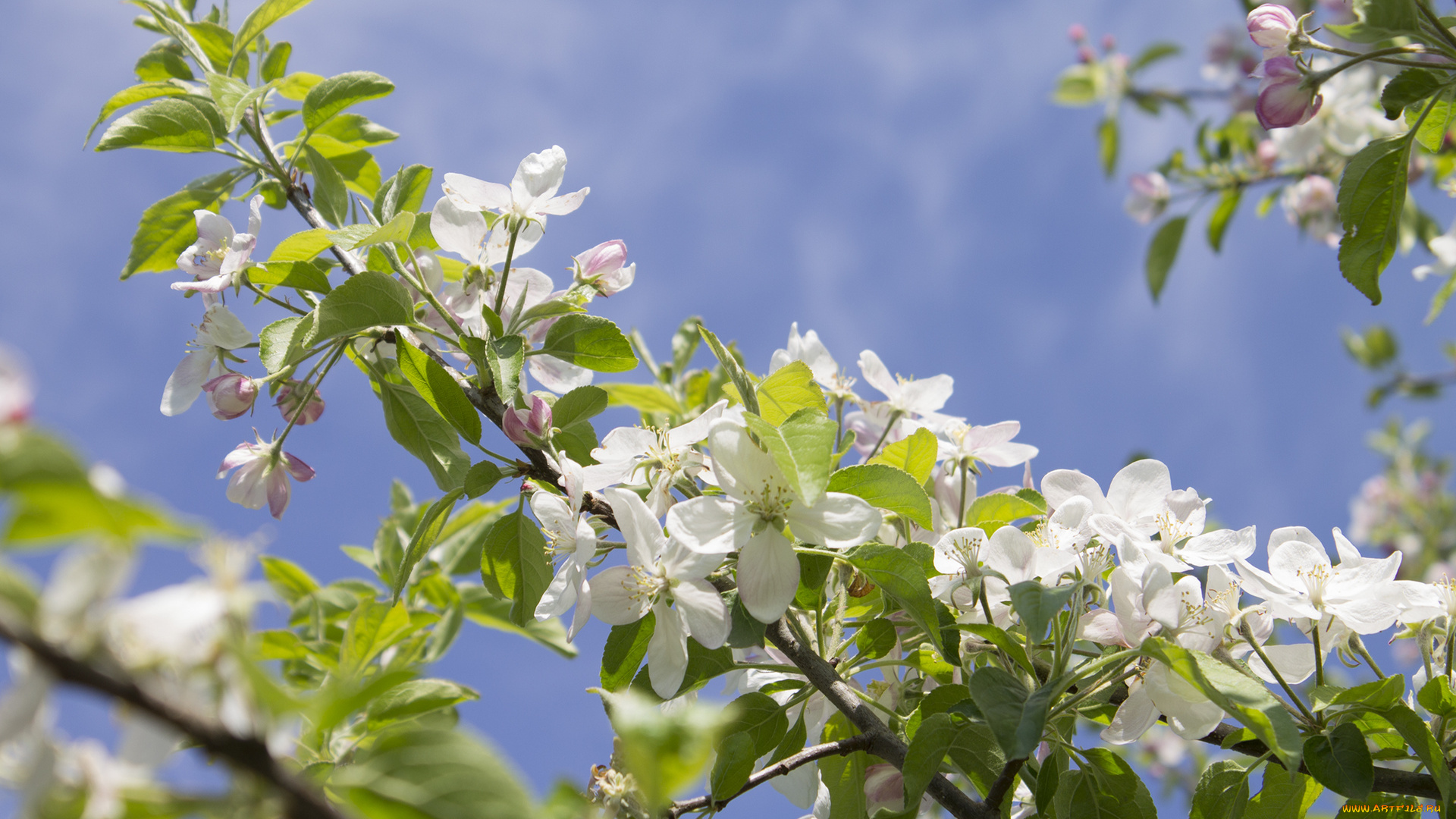 цветы, цветущие, деревья, , , кустарники, ветка