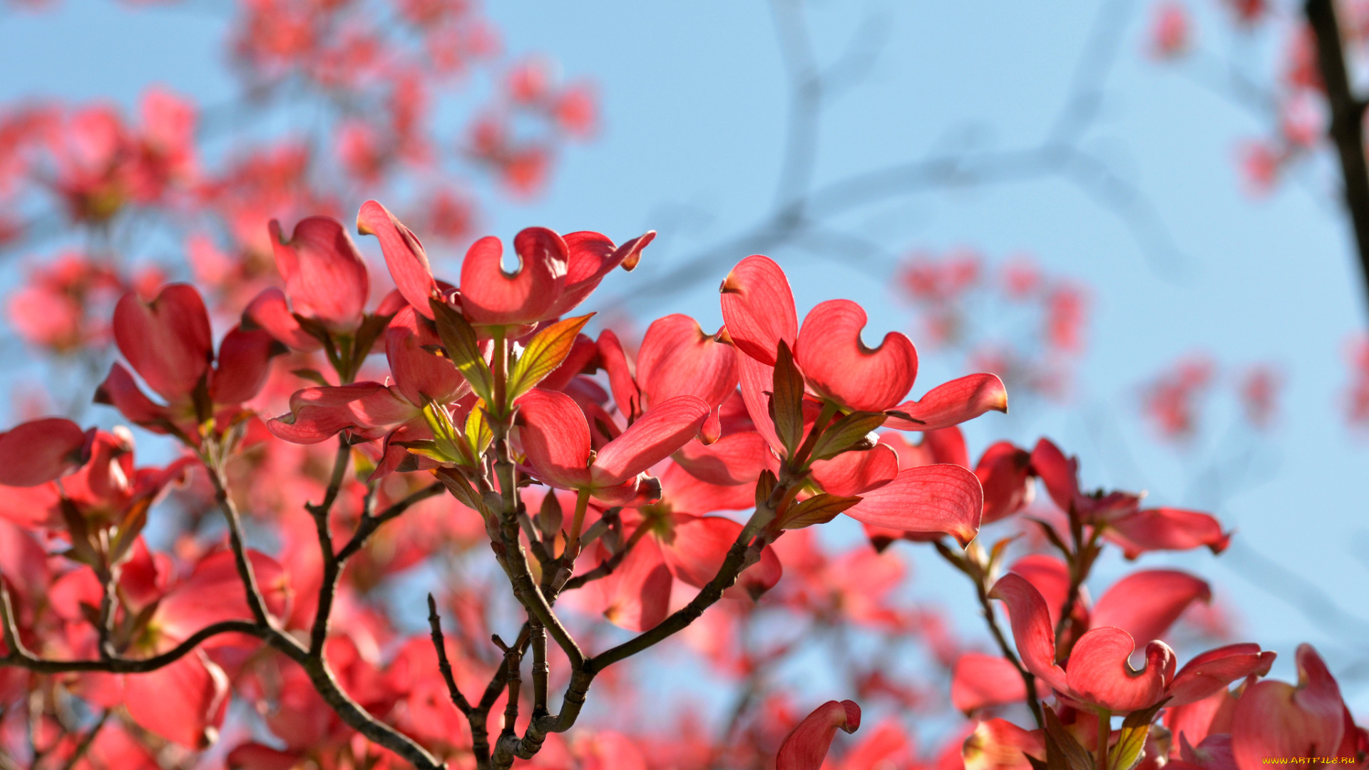 цветы, кизил, весна, магнолия, ветки, небо