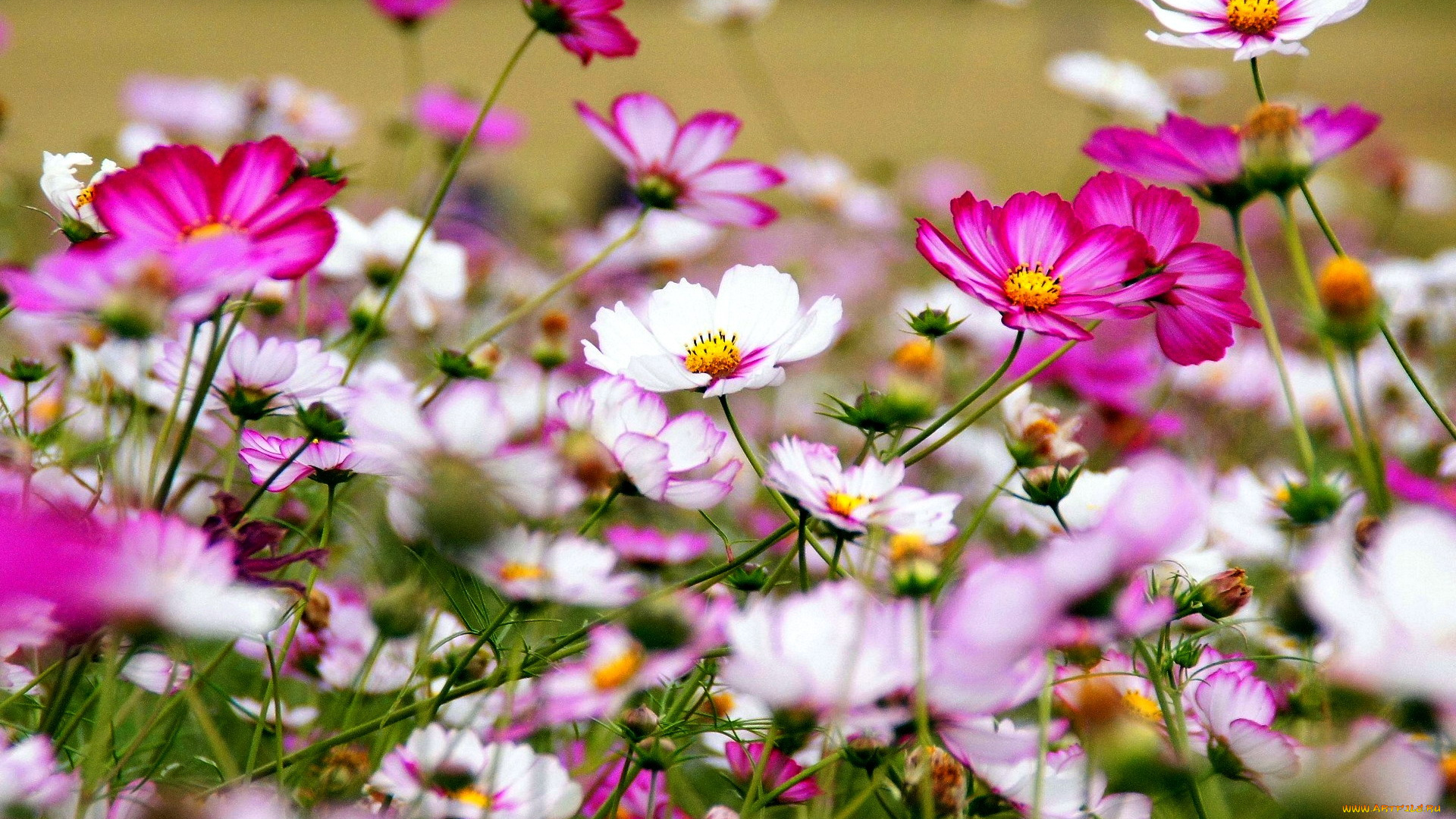 цветы, космея, разноцветный