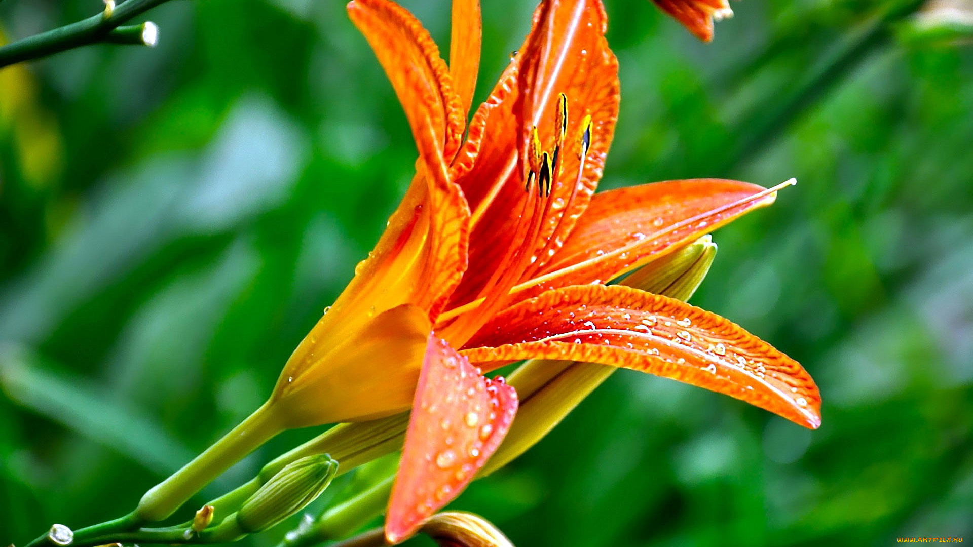 цветы, лилии, , лилейники, макро