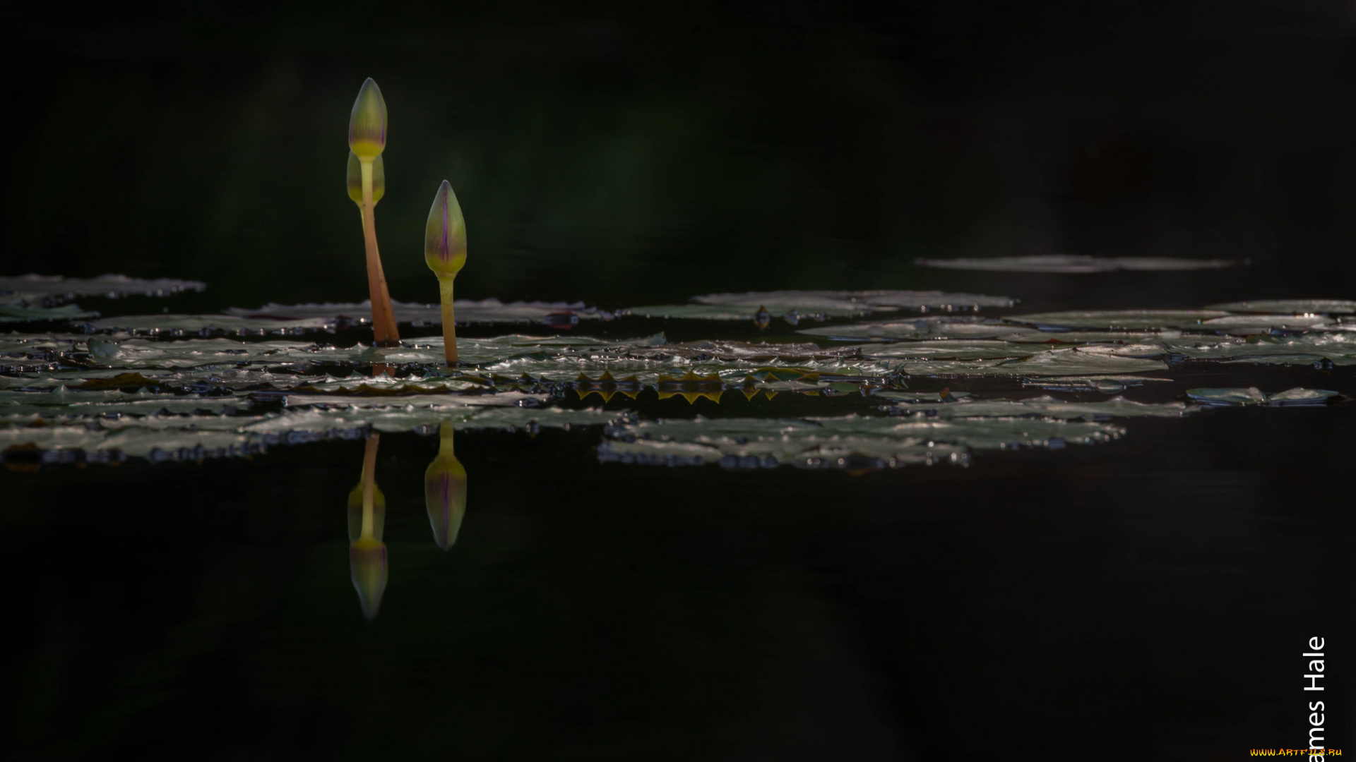 цветы, лилии, водяные, , нимфеи, , кувшинки, бутоны, лилии, листья, вода, озеро, макро