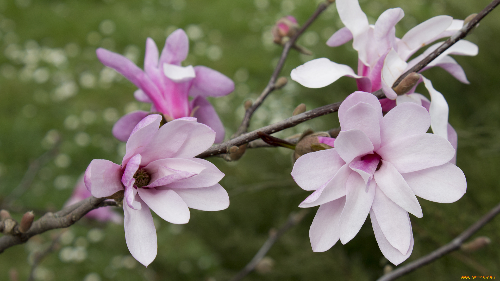 цветы, магнолии, ветка