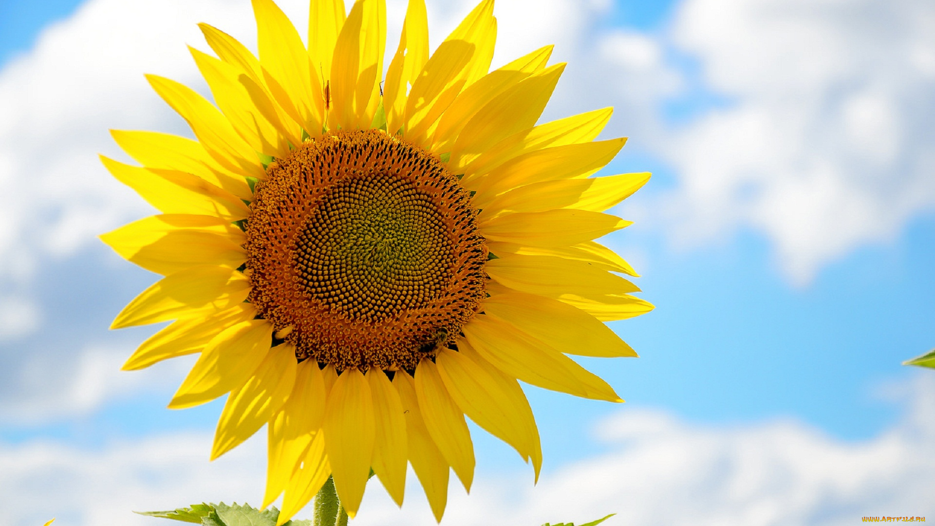 цветы, подсолнухи, подсолнух, лето, цветок, небо