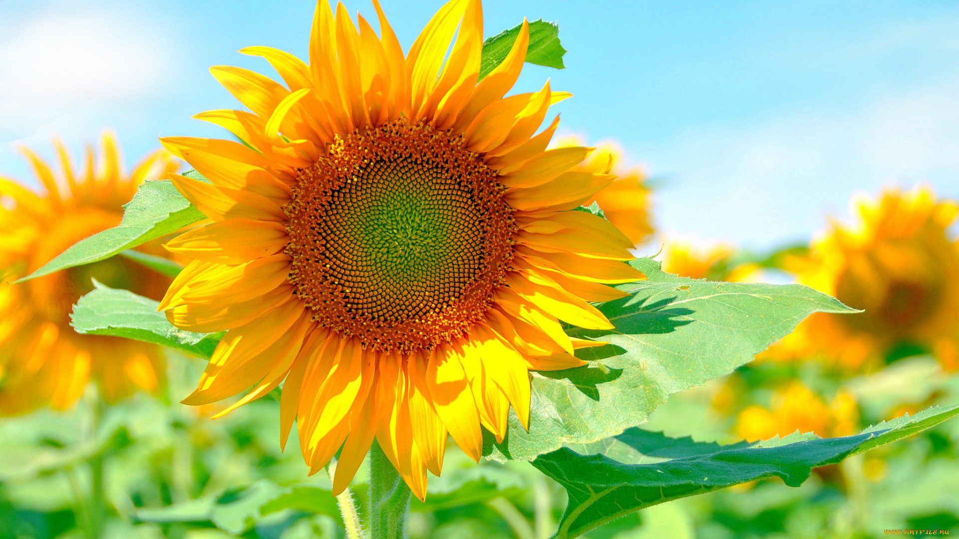 цветы, подсолнухи, яркий, лепестки, солнце, подсолнух, желтый