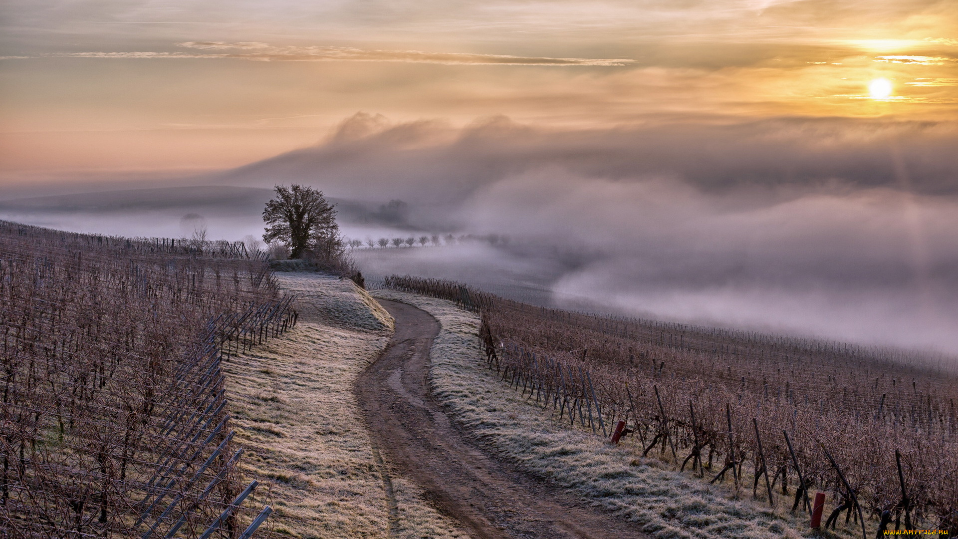 природа, дороги, alsace, vignes, brouillard, brume, rеgion, france