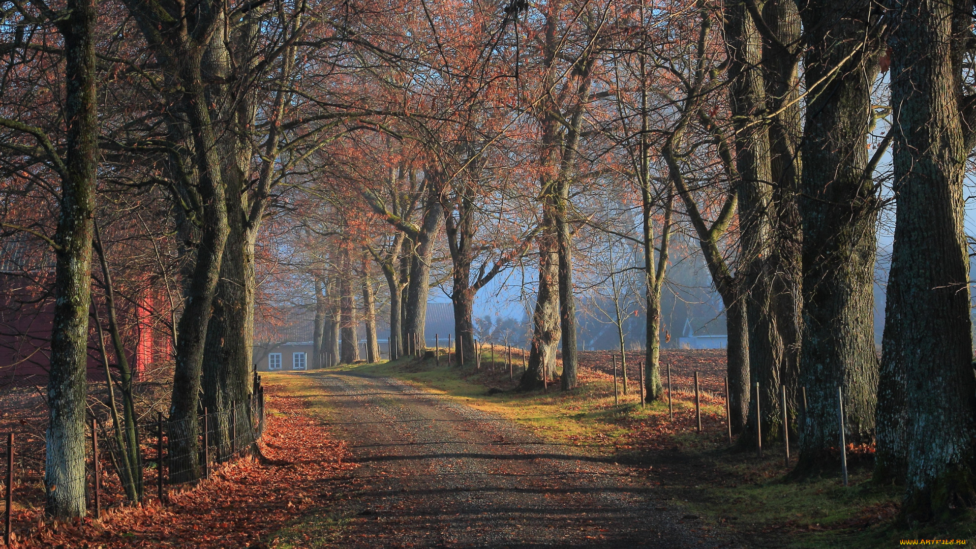 природа, дороги, осень, november, in, the, alley