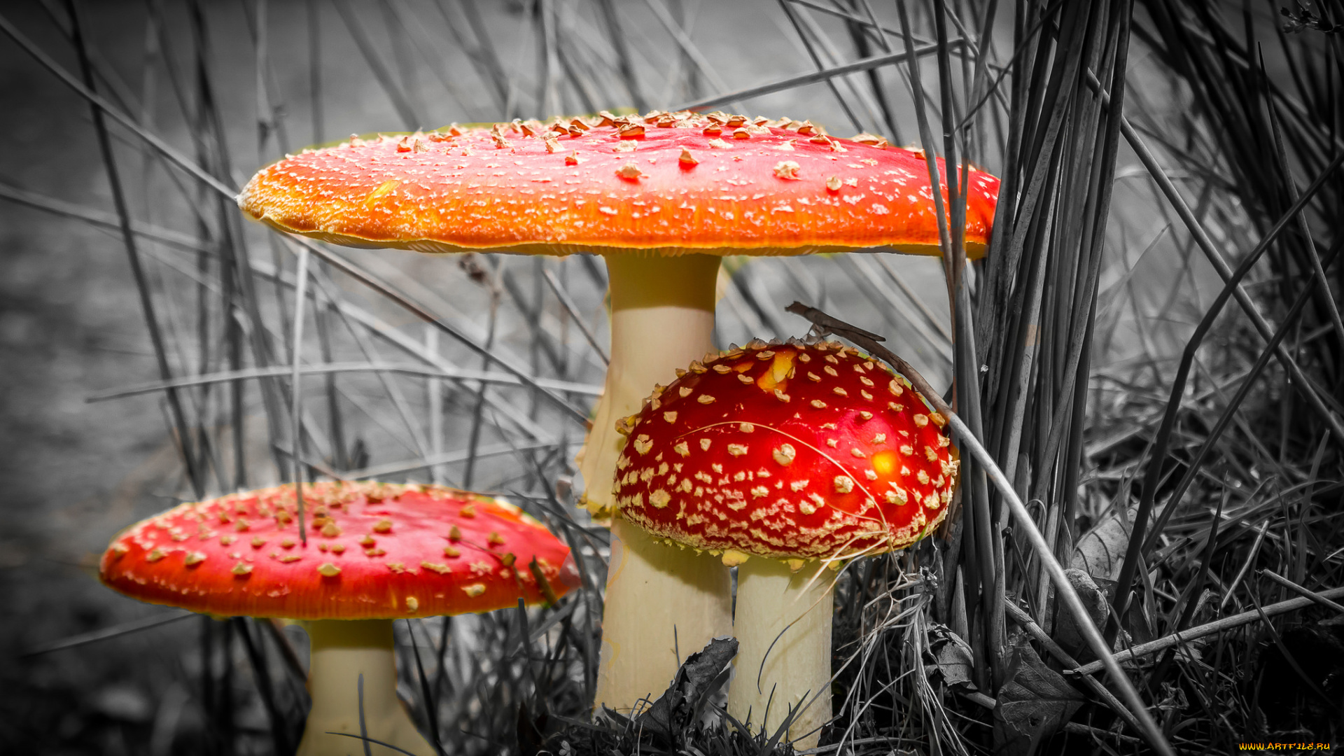 природа, грибы, , мухомор, грибочки