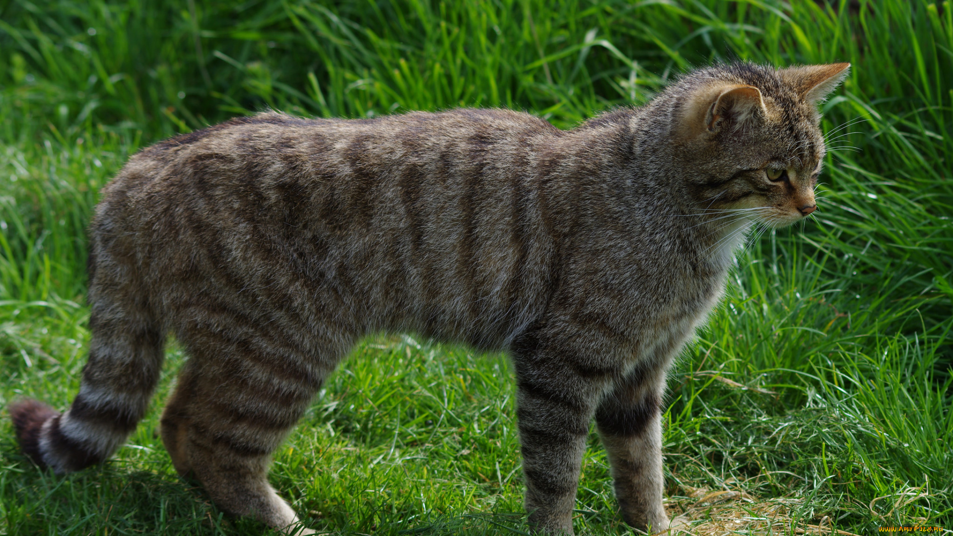 животные, коты, киса