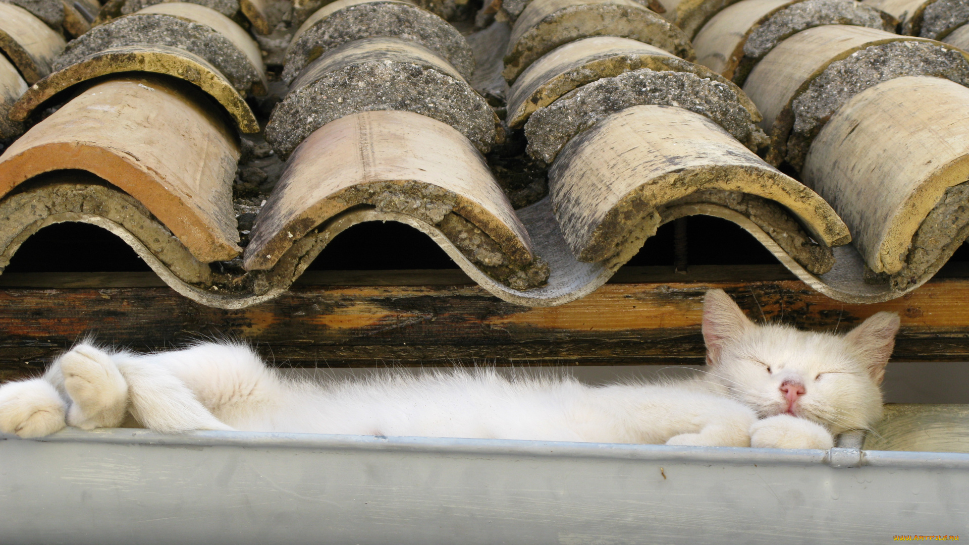 животные, коты, крыша, белая, кошка, шифер, водосток