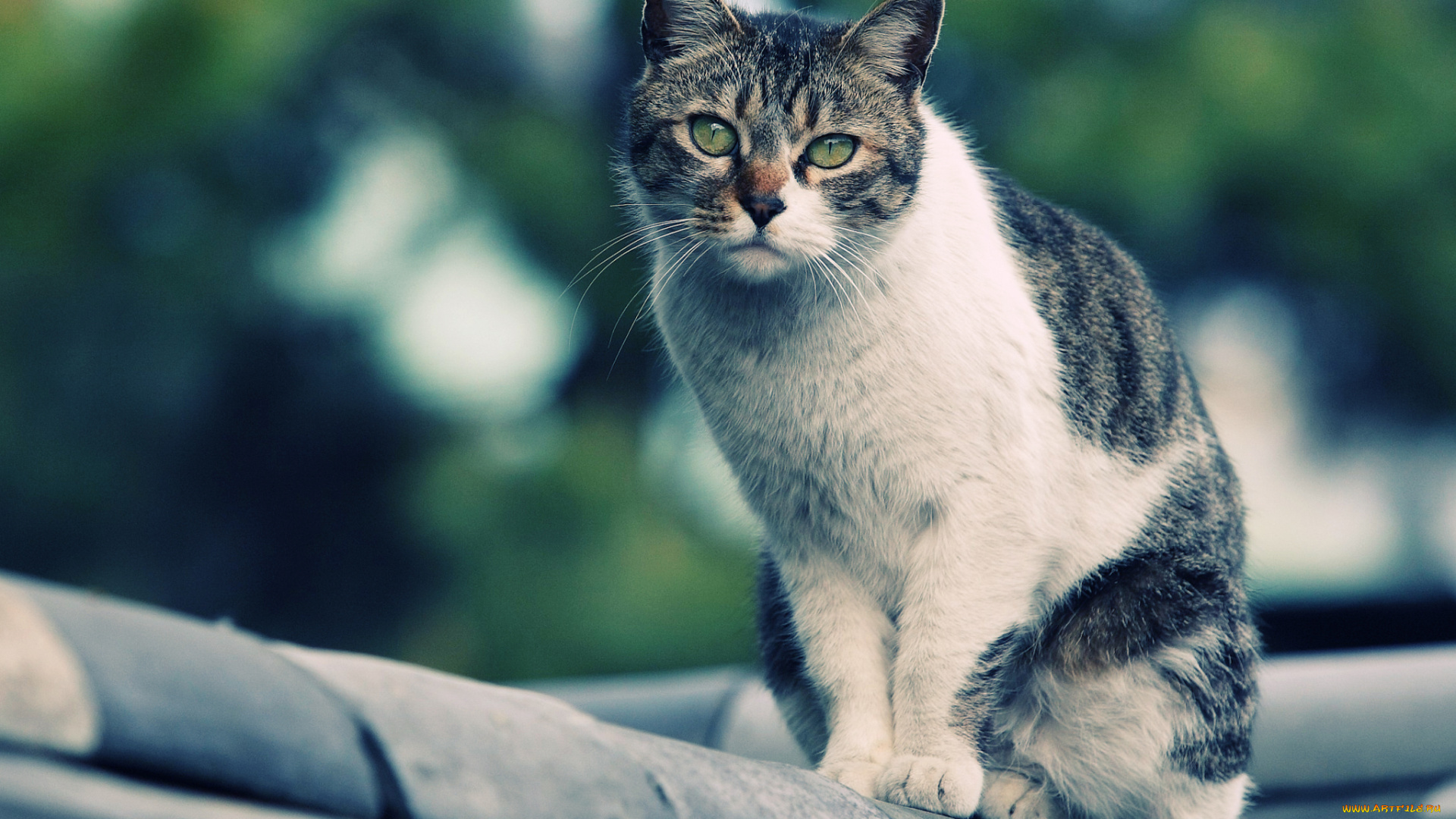 животные, коты, смотрит, на, крыше, кошка