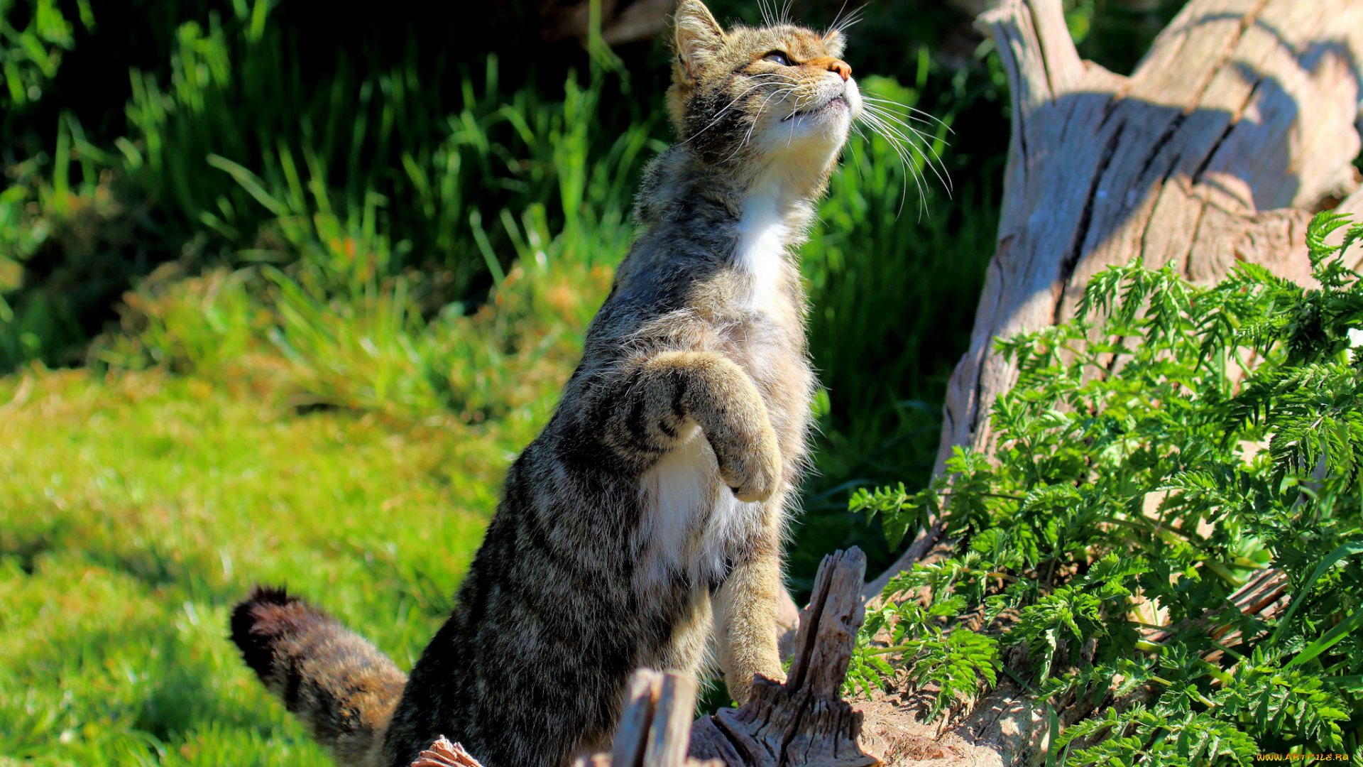 животные, коты, трава, лапка, лето, кошка, кот, кошак