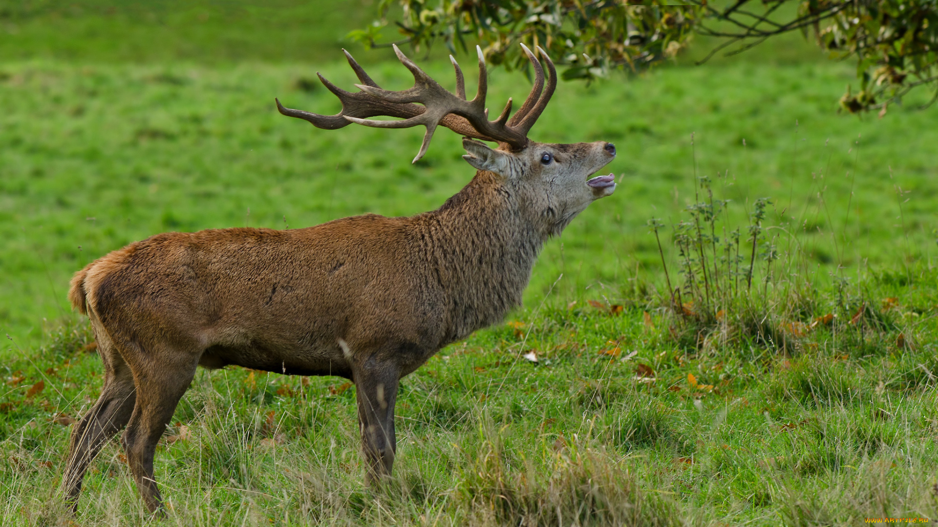 животные, олени, рога, олень