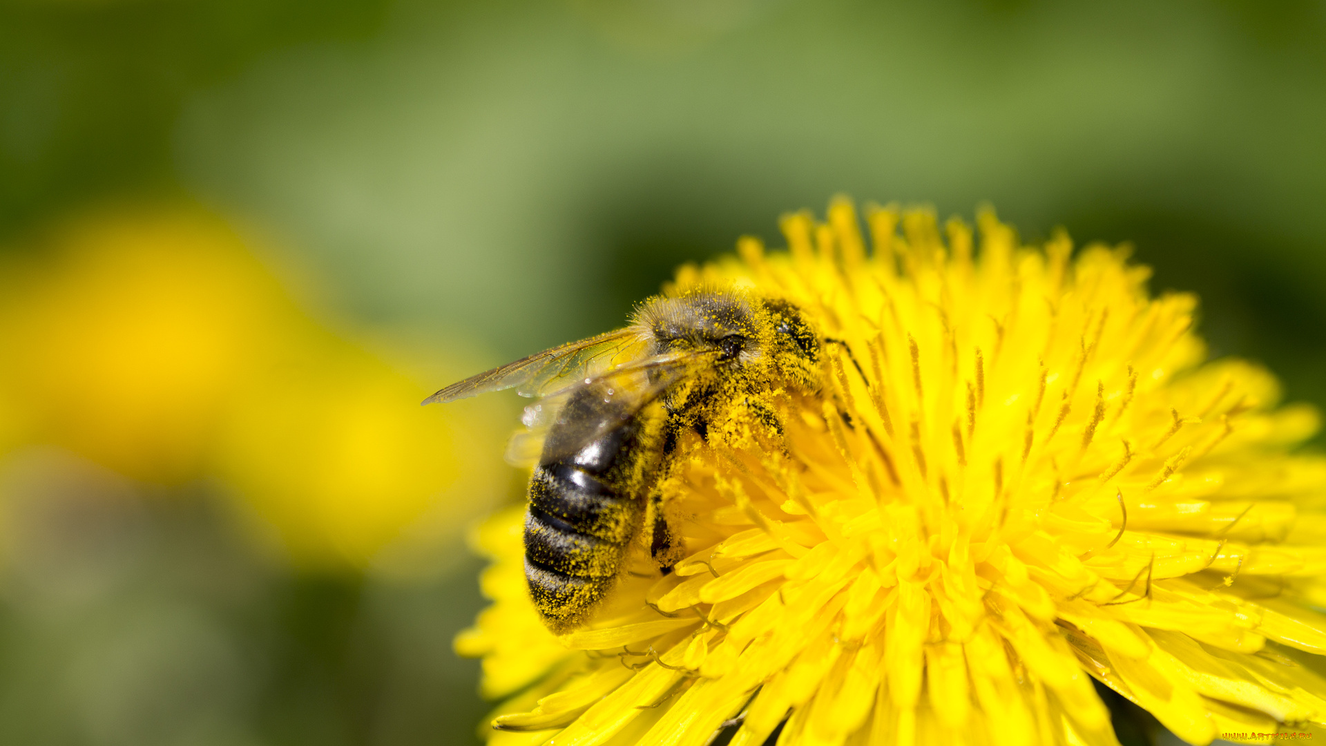 животные, пчелы, , осы, , шмели, цветок, пыдьца, пчела