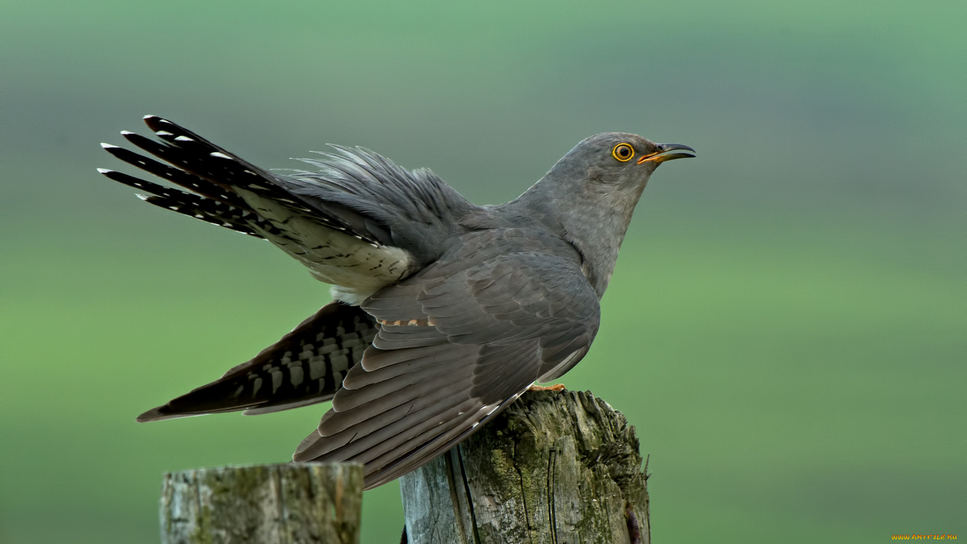 животные, птицы, кукушка