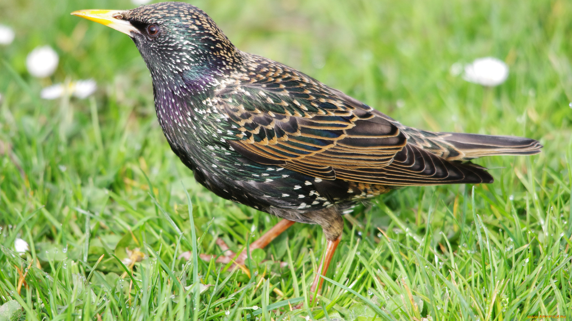 животные, птицы, скворец