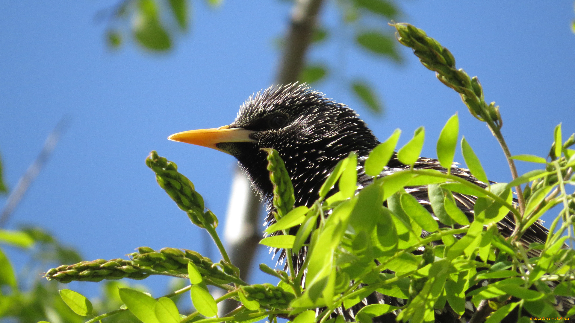 животные, птицы, скворец, ветки