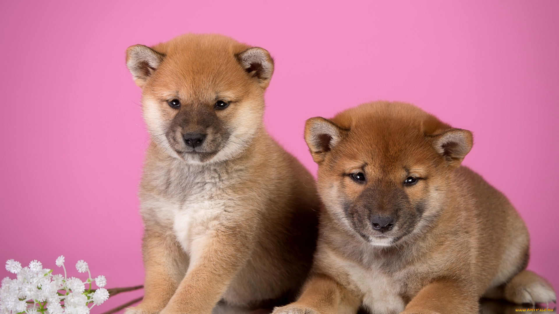 животные, собаки, дуэт, цветы, щенки, сиба-ину