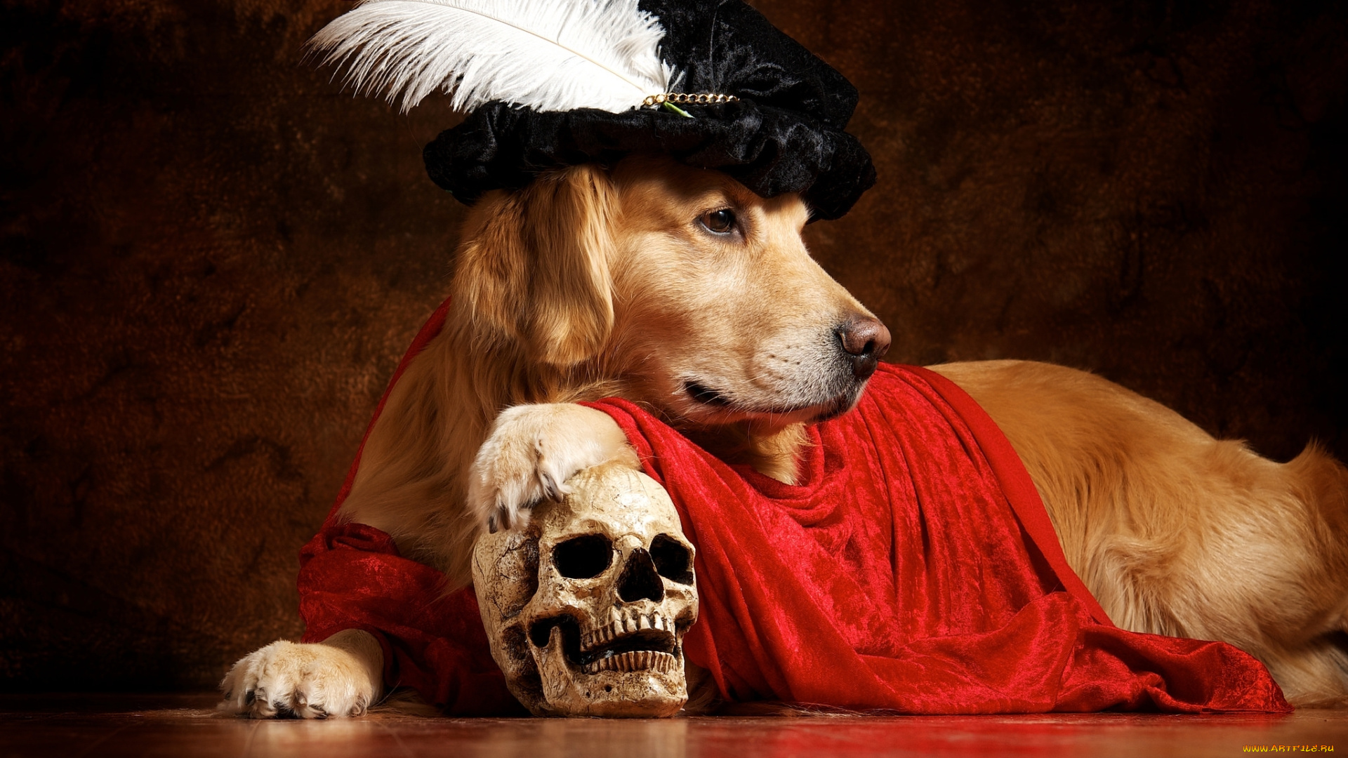 животные, собаки, гамлет, плащ, перо, берет, череп, ретривер