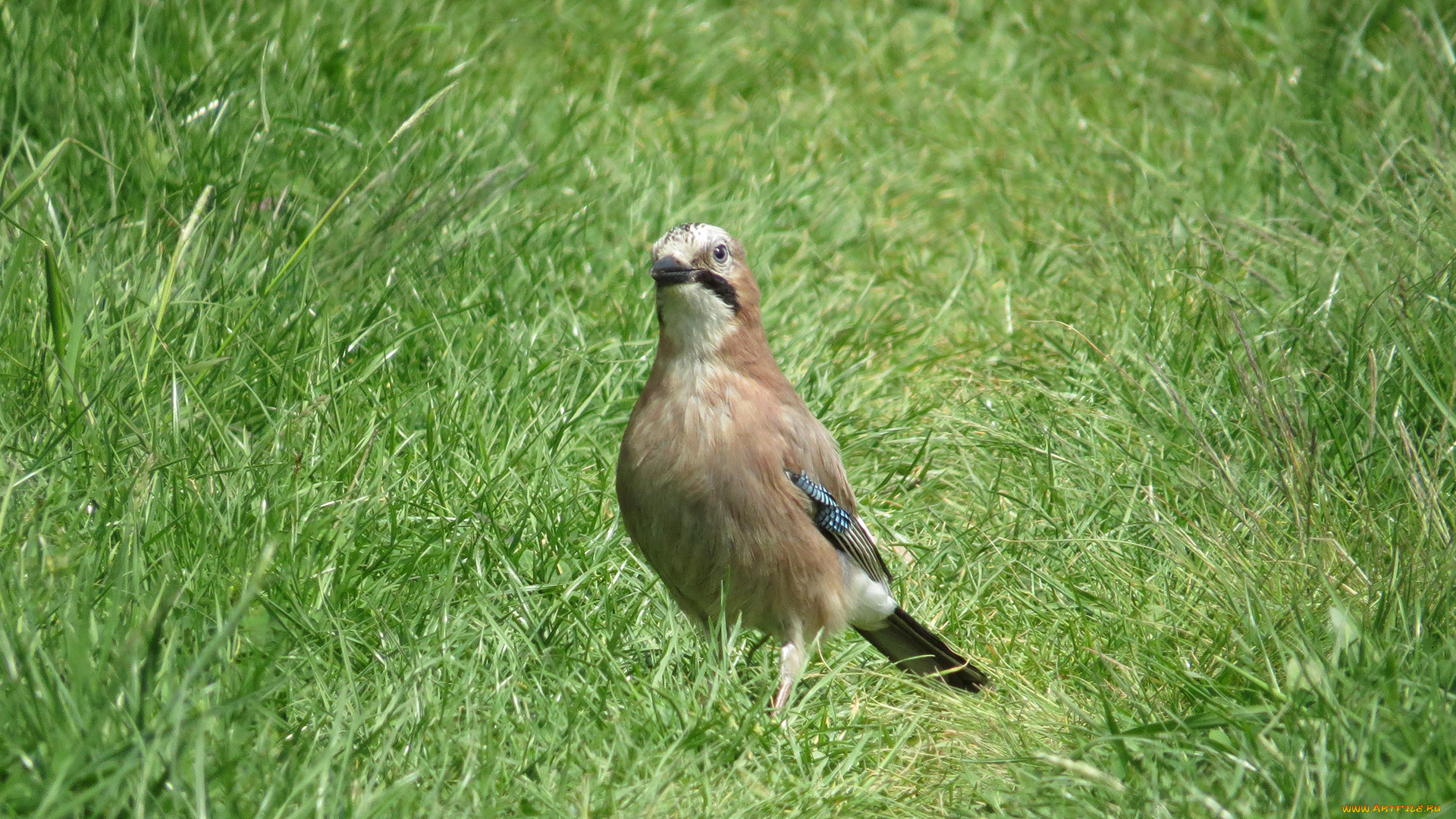 животные, сойки, сойка, птица, трава