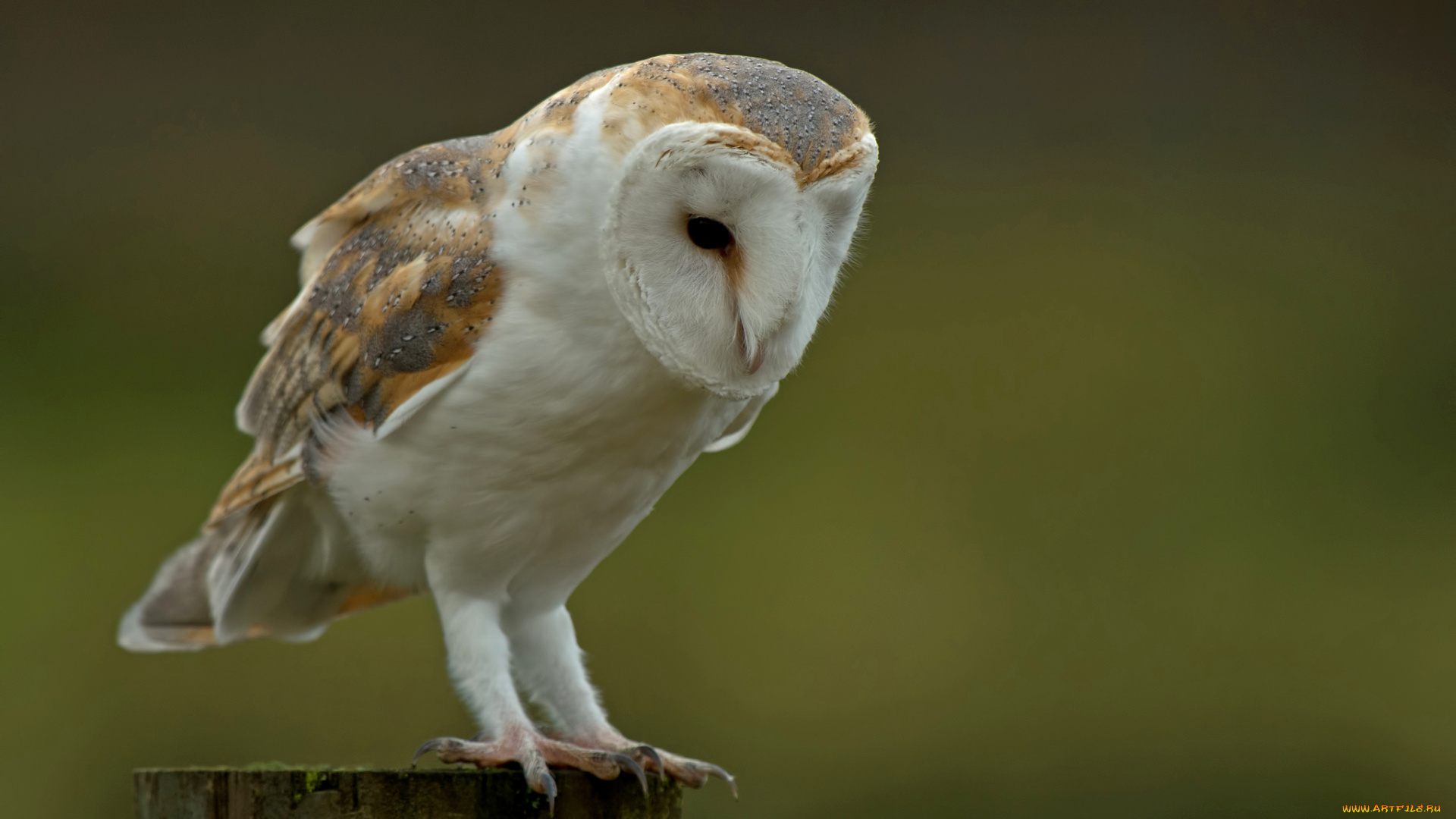 животные, совы, сова, полярная