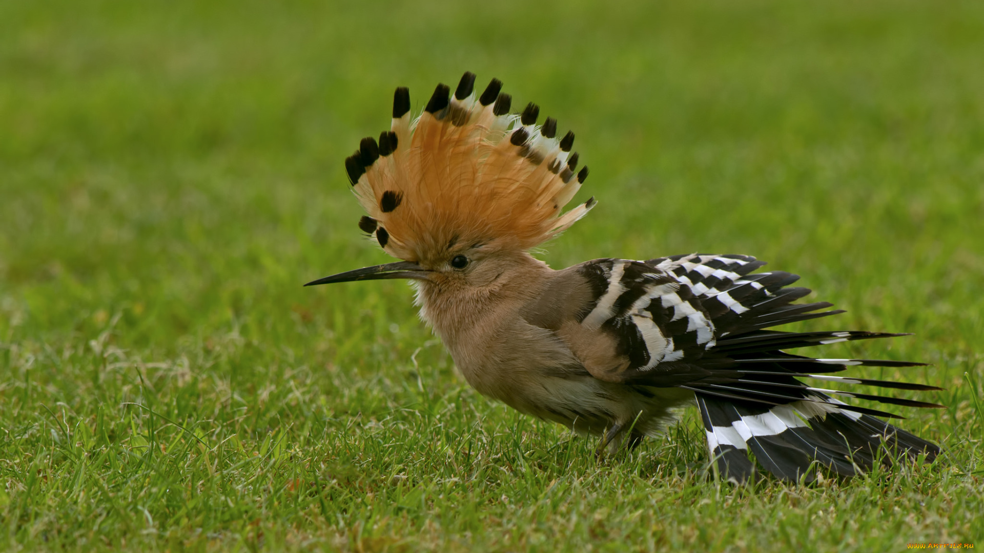 животные, удоды, удод