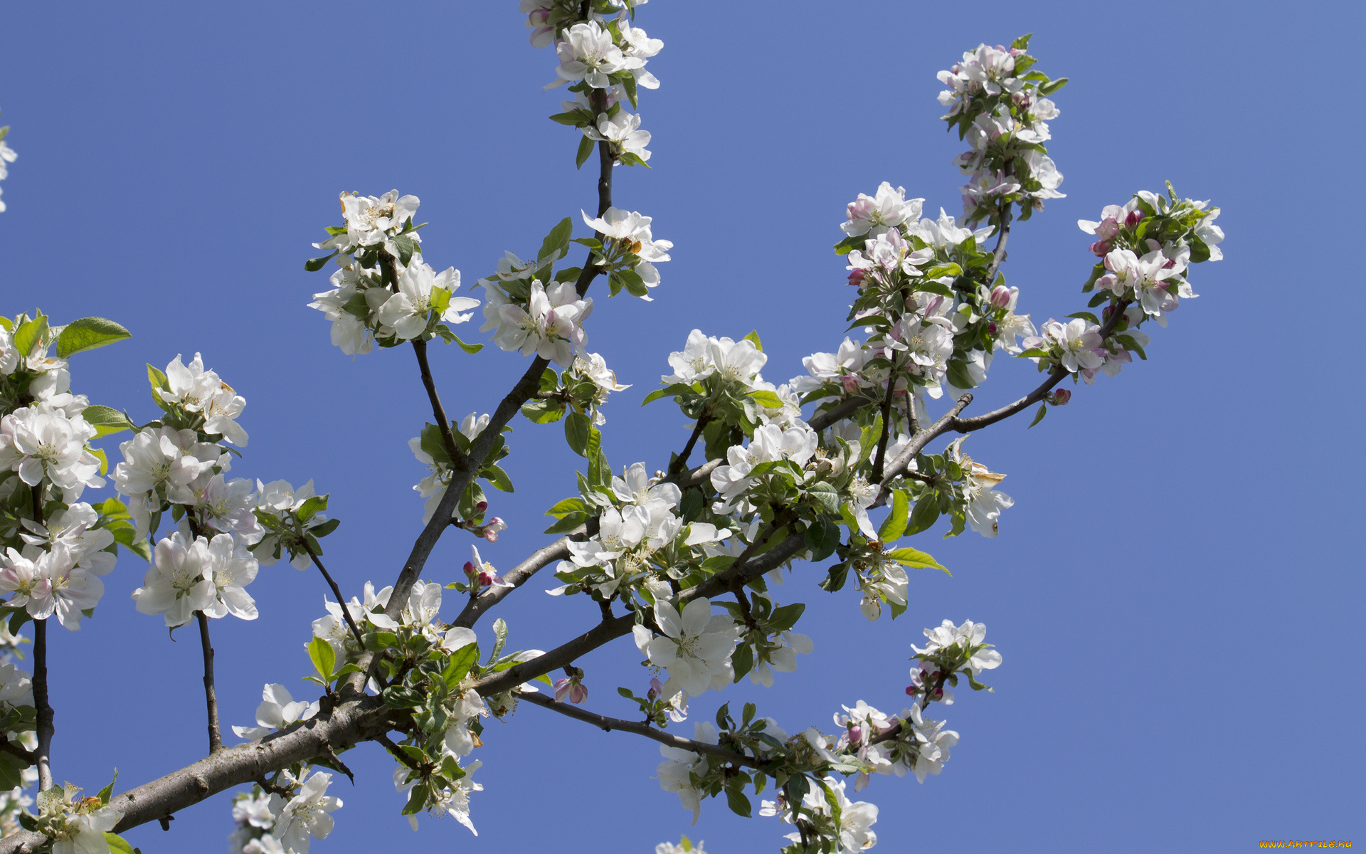 цветы, цветущие, деревья, , , кустарники, ветка