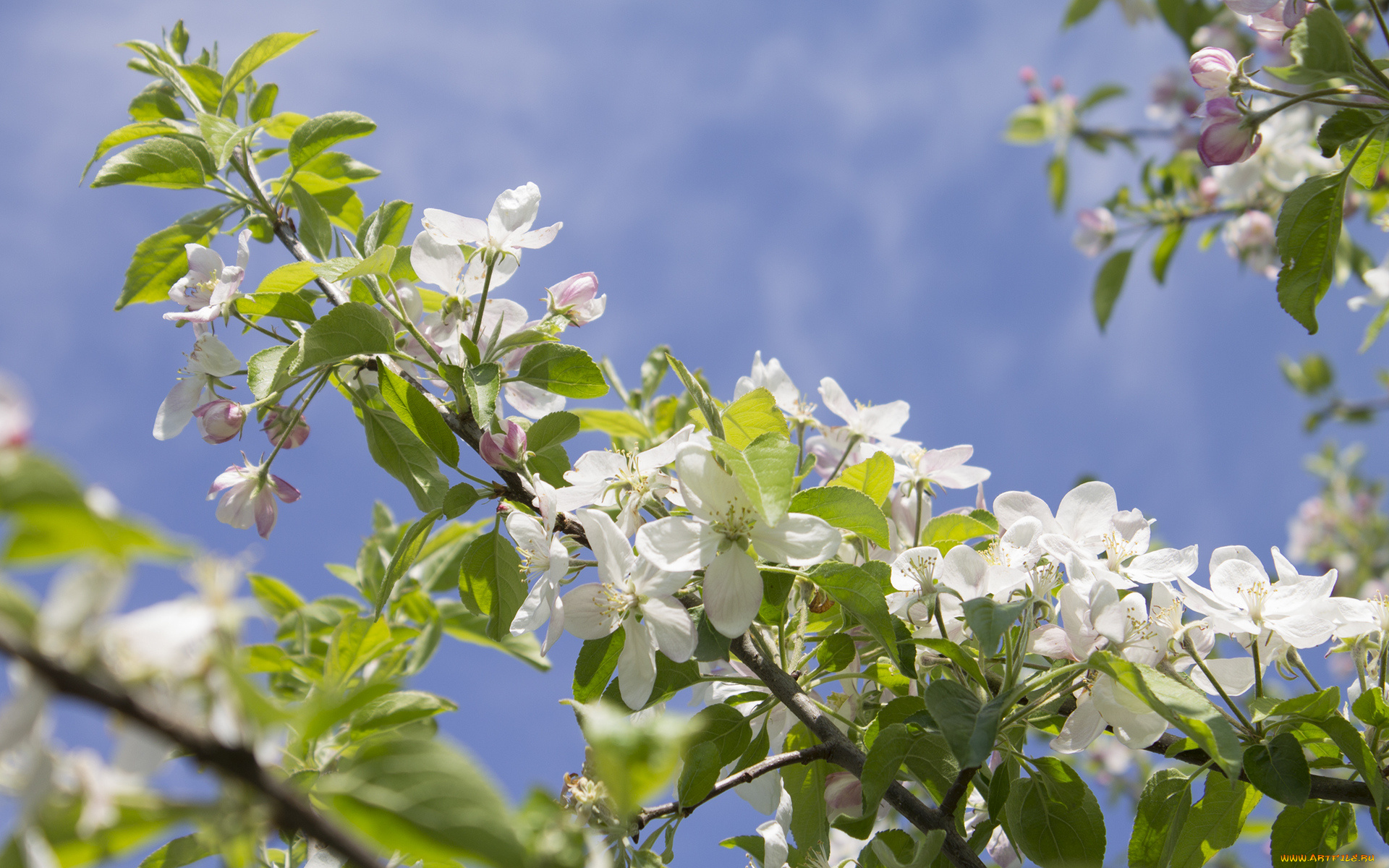 цветы, цветущие, деревья, , , кустарники, ветка