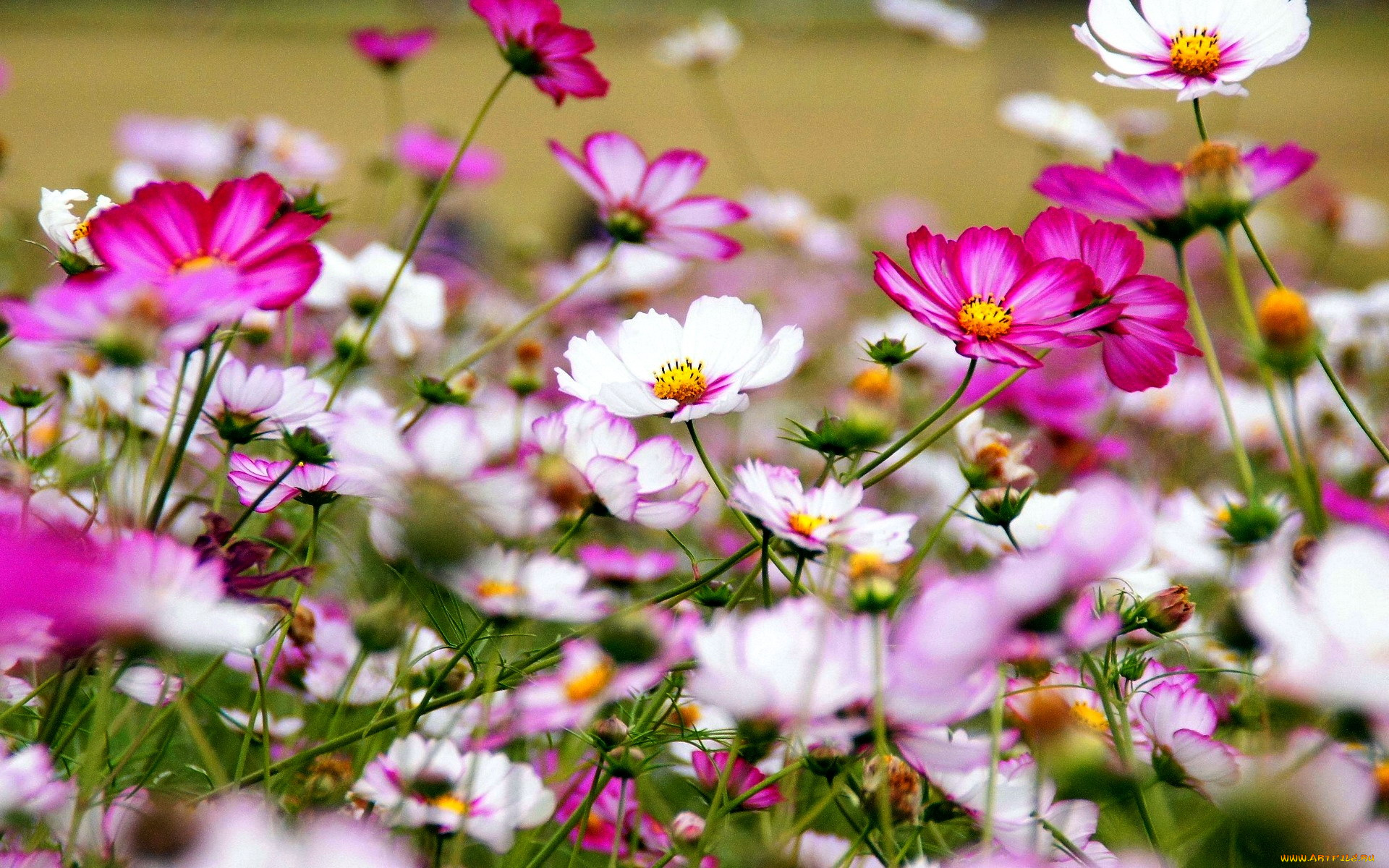 цветы, космея, разноцветный